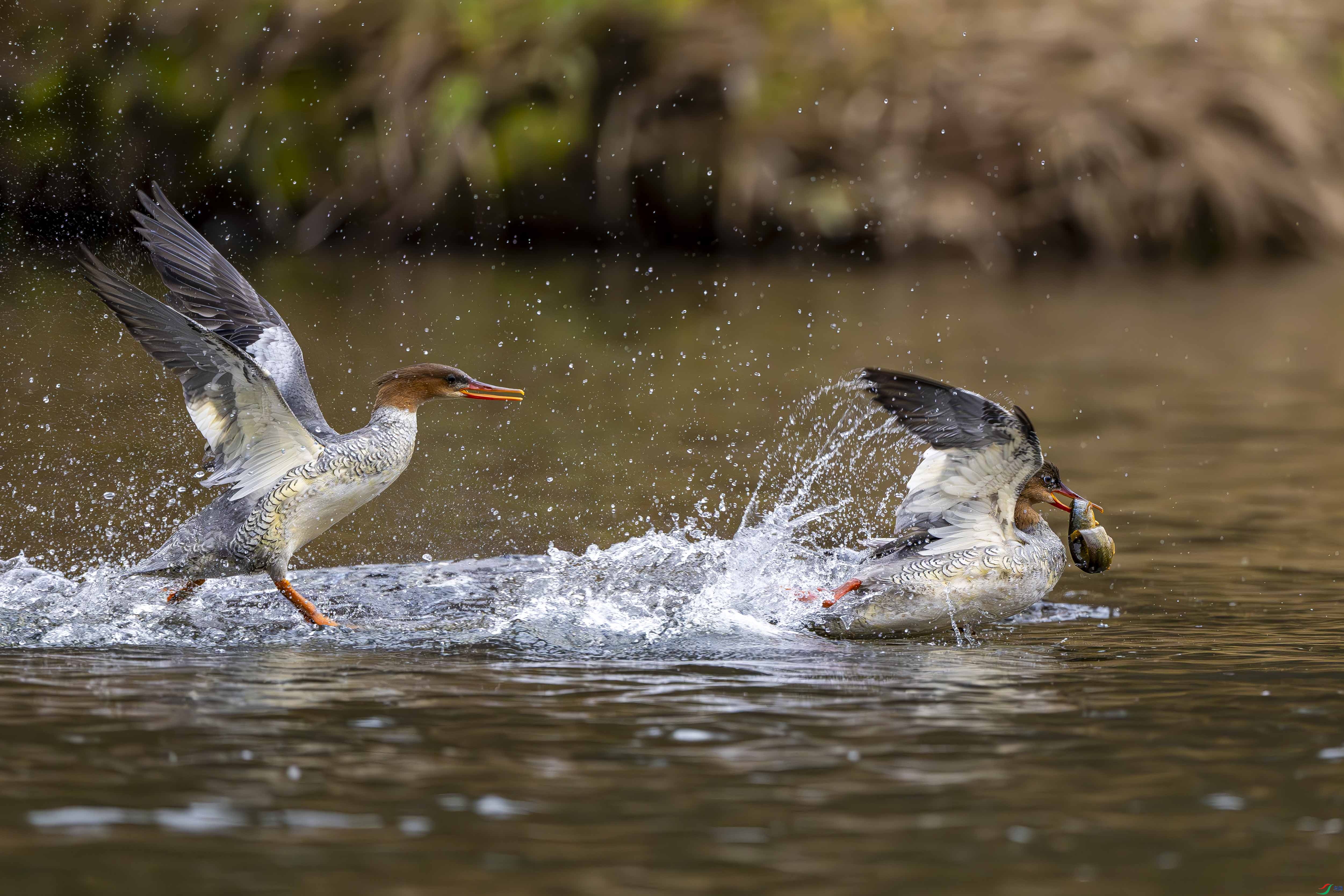 ʹ��׷ƴ����