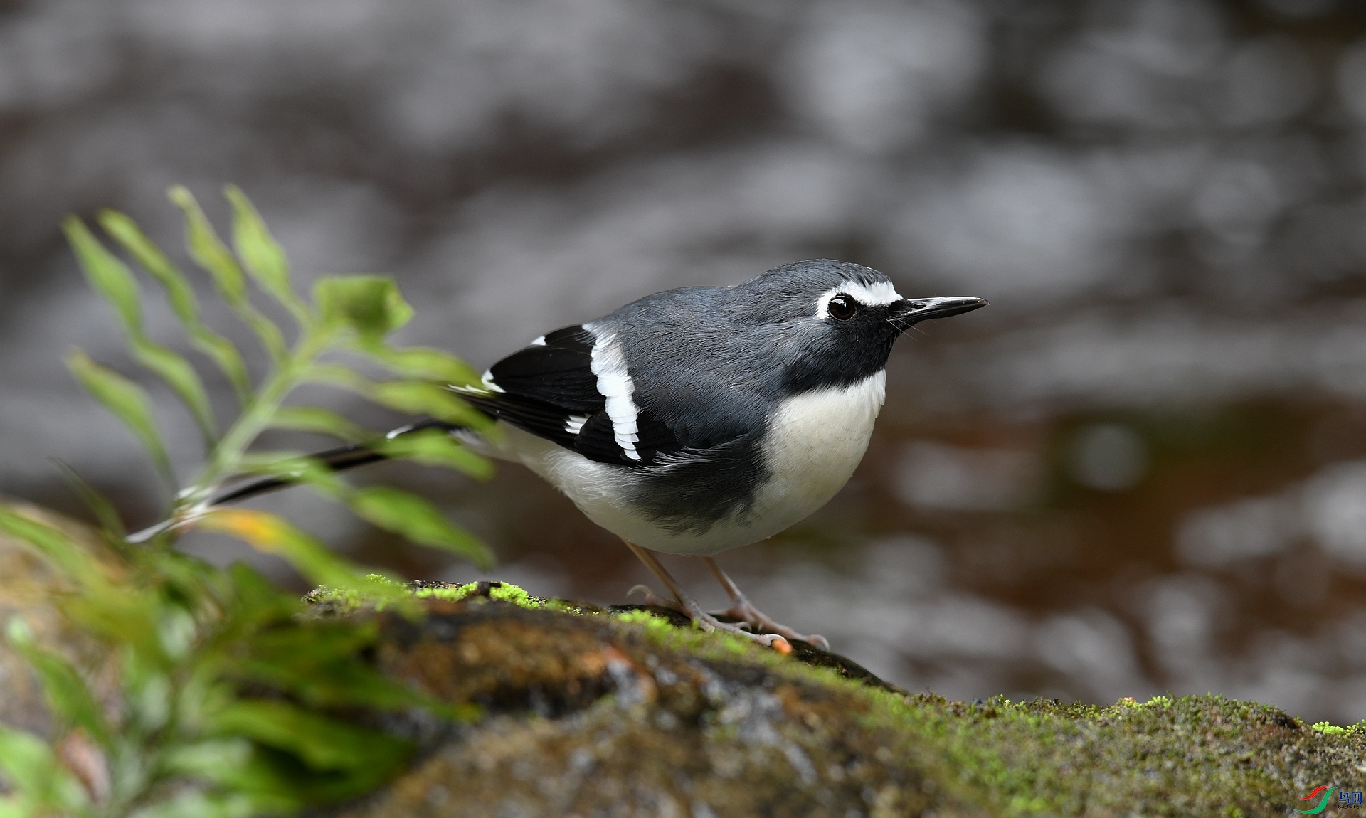 DSC_1799.jpg