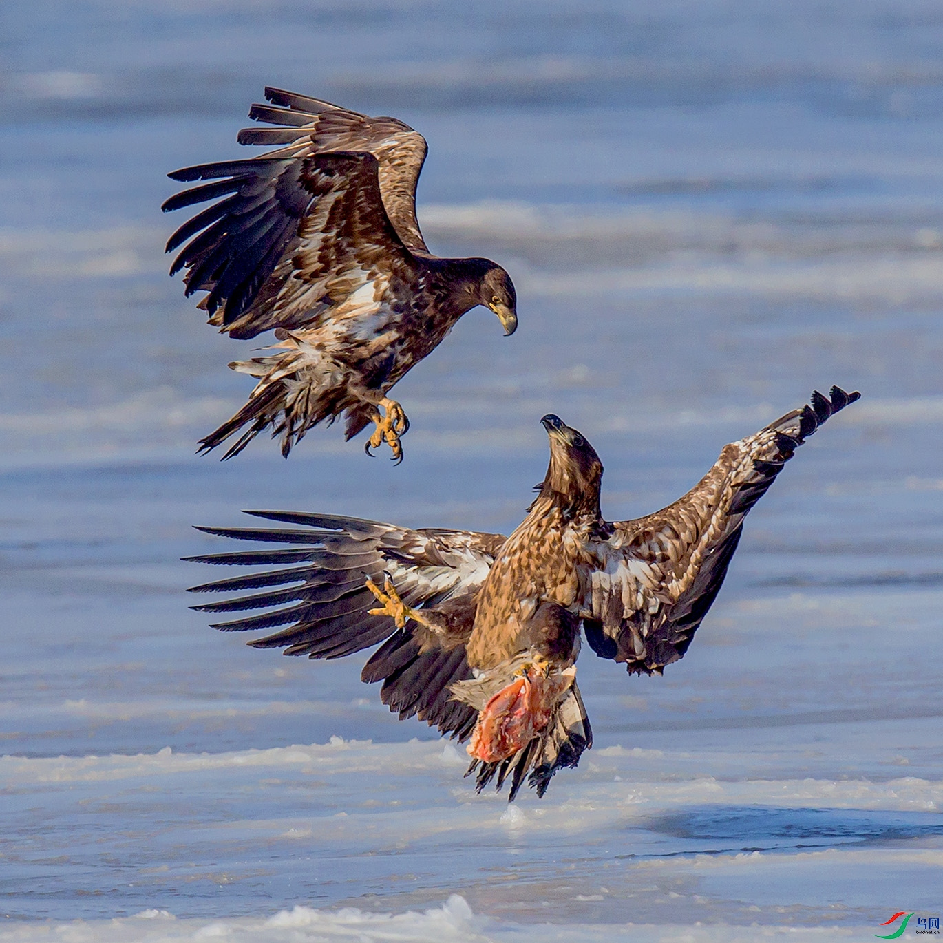 _MG_0249 ����.jpg