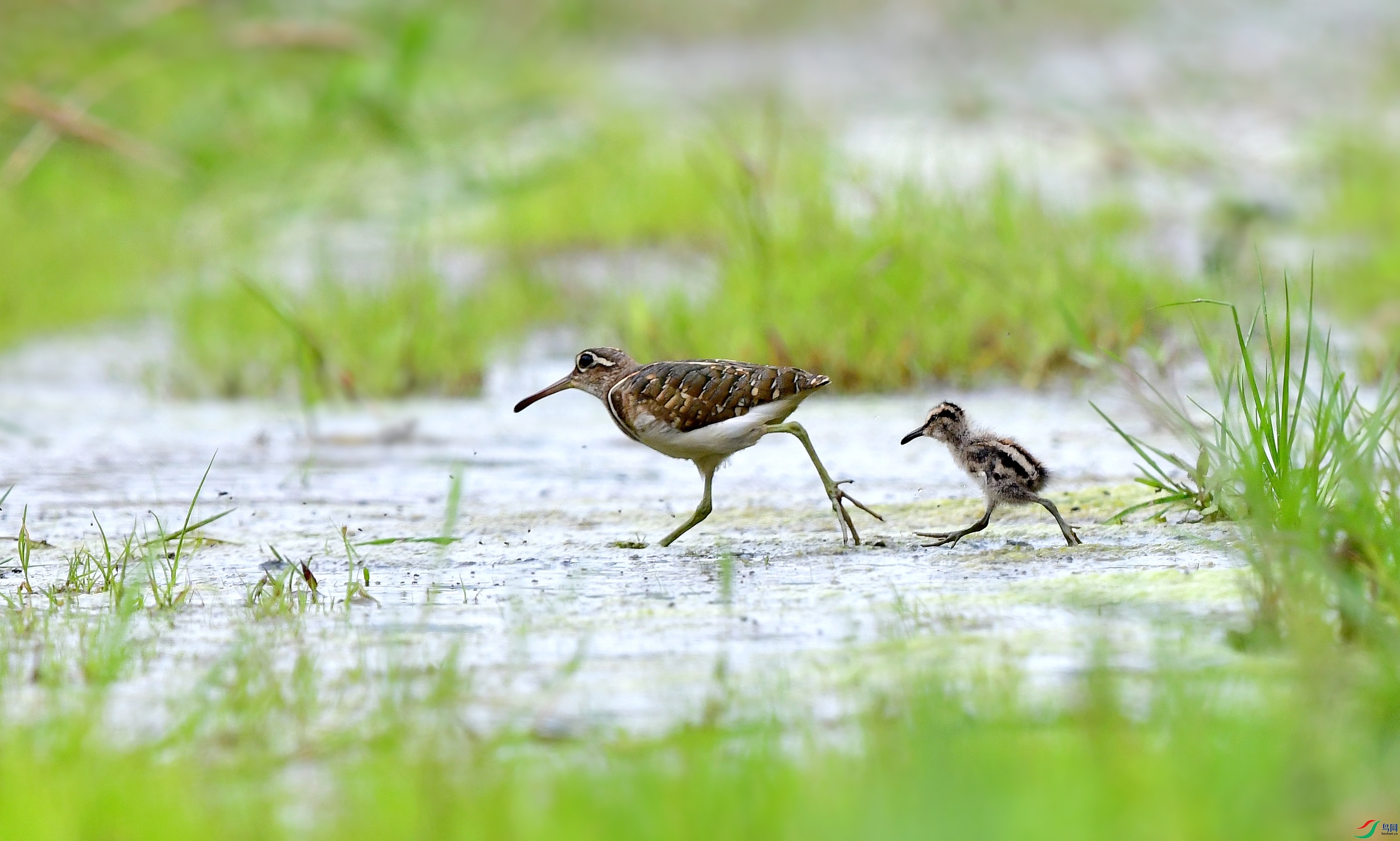 DSC_3007_conew7.jpg