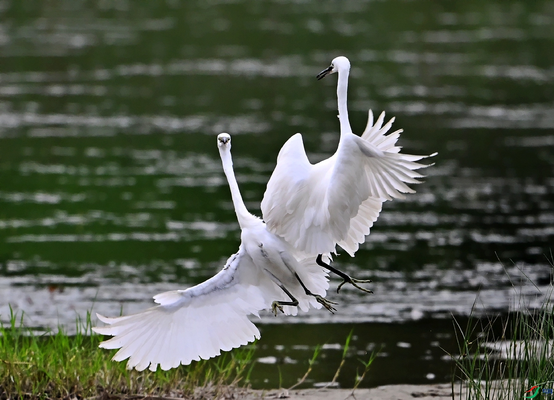 DSC_5951_conew1.jpg