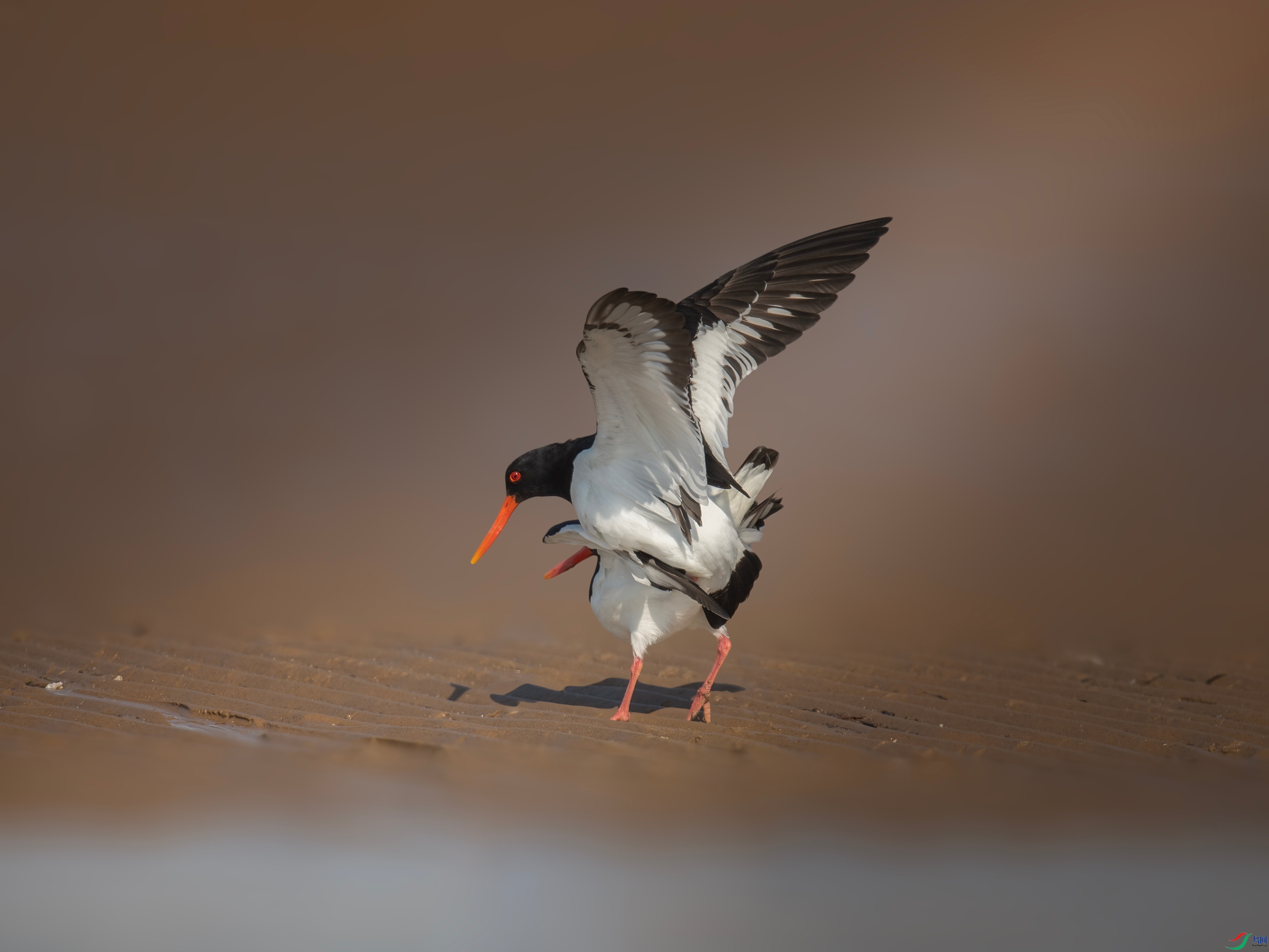 ���� (8).jpg