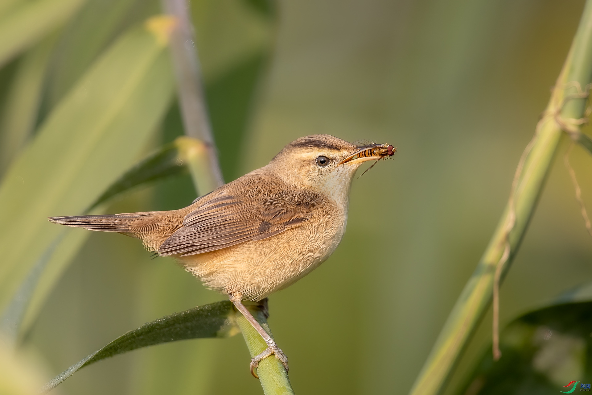 _55A1853 ����.jpg