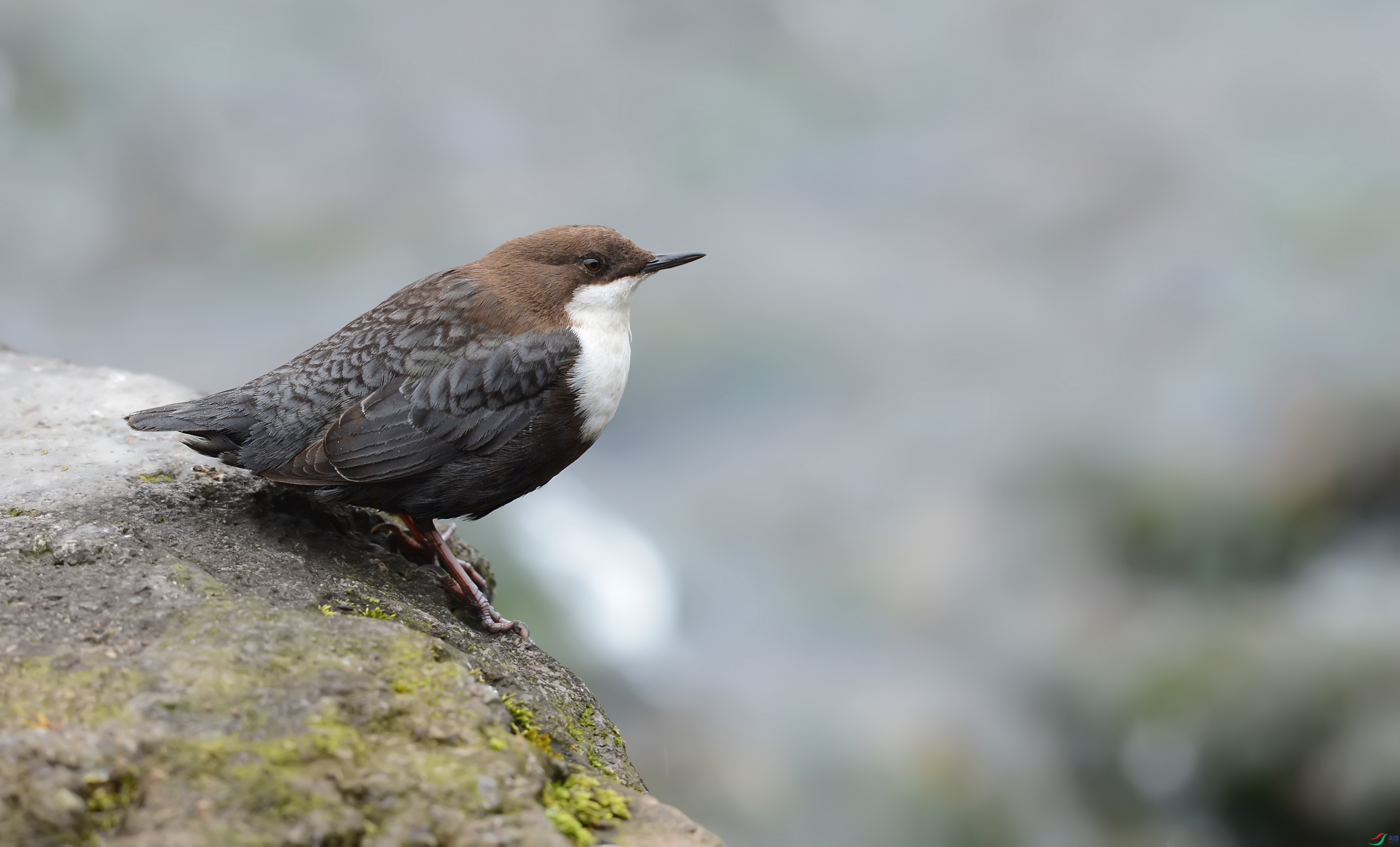 DSC_2303.jpg