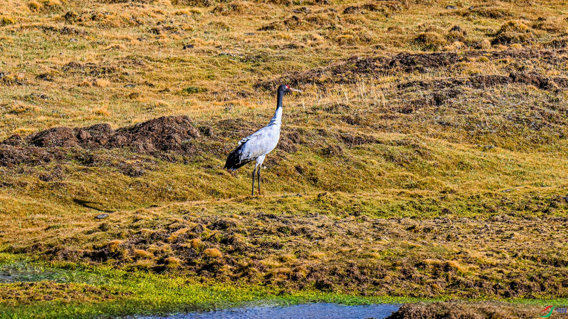 DSC_9473 ����_����.jpg