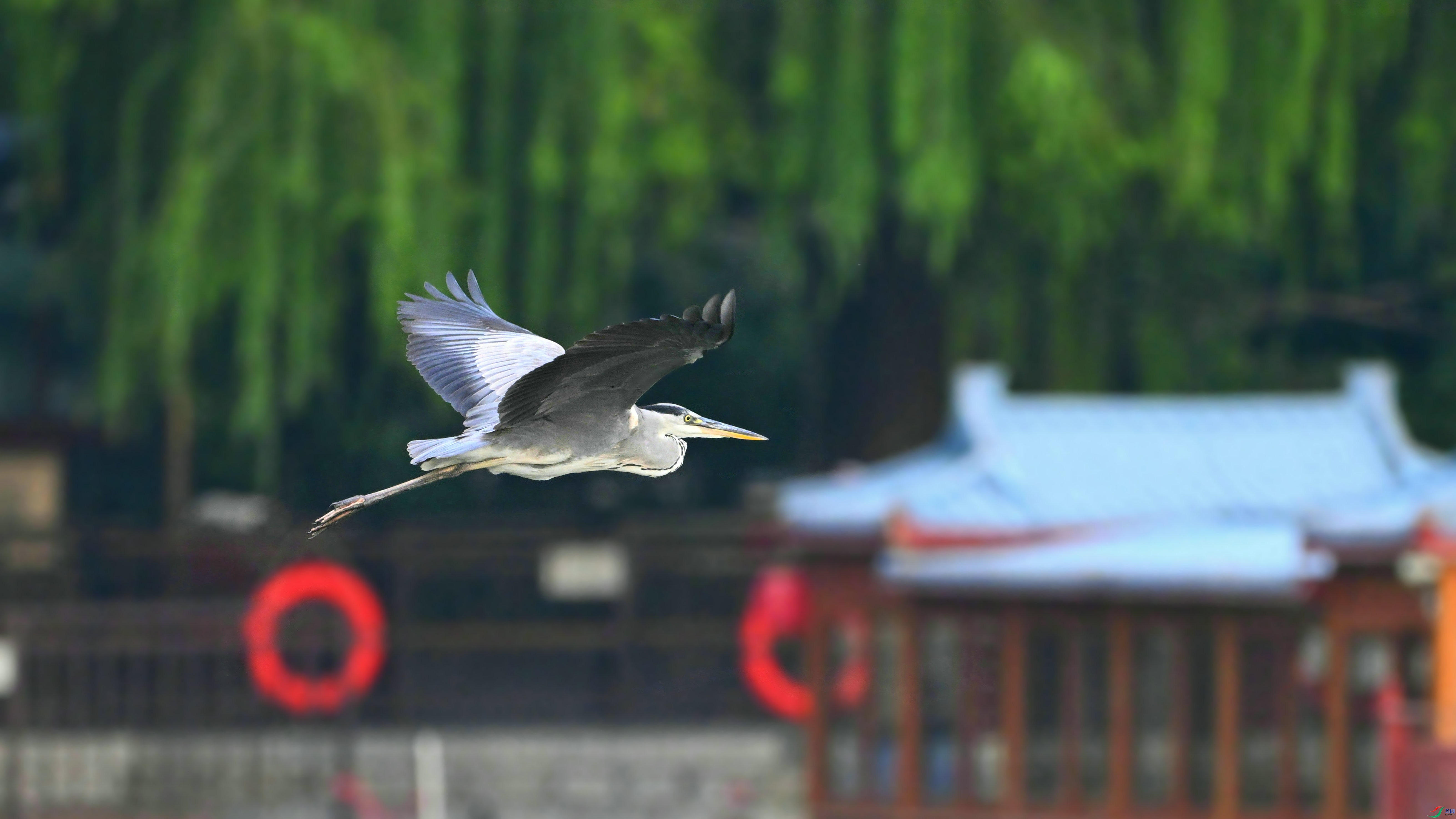 DSC_7077.JPG