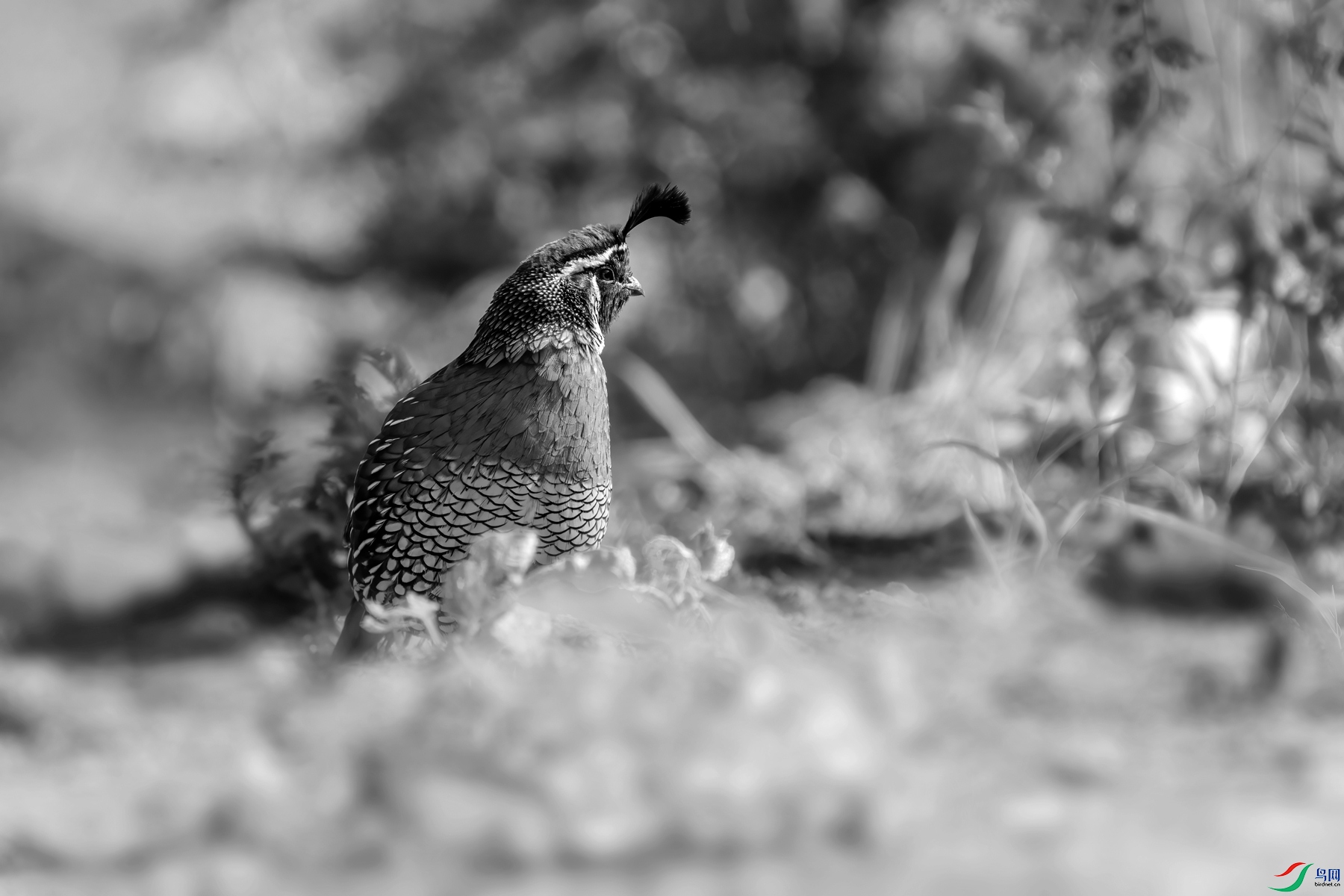 DSC02926 ����_����.jpg