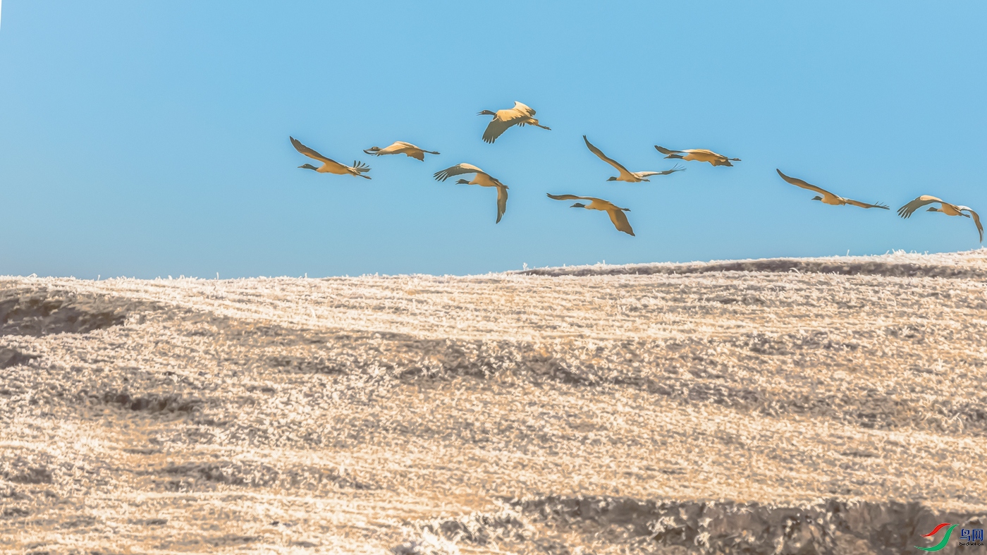 �ھ���----˪ԭ���������