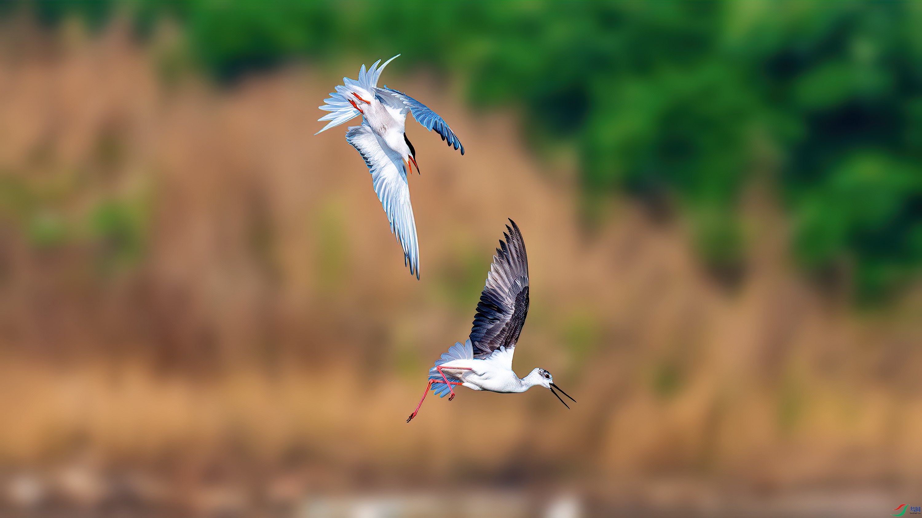 aaaDSC_4252-����ǿ-NR.jpg