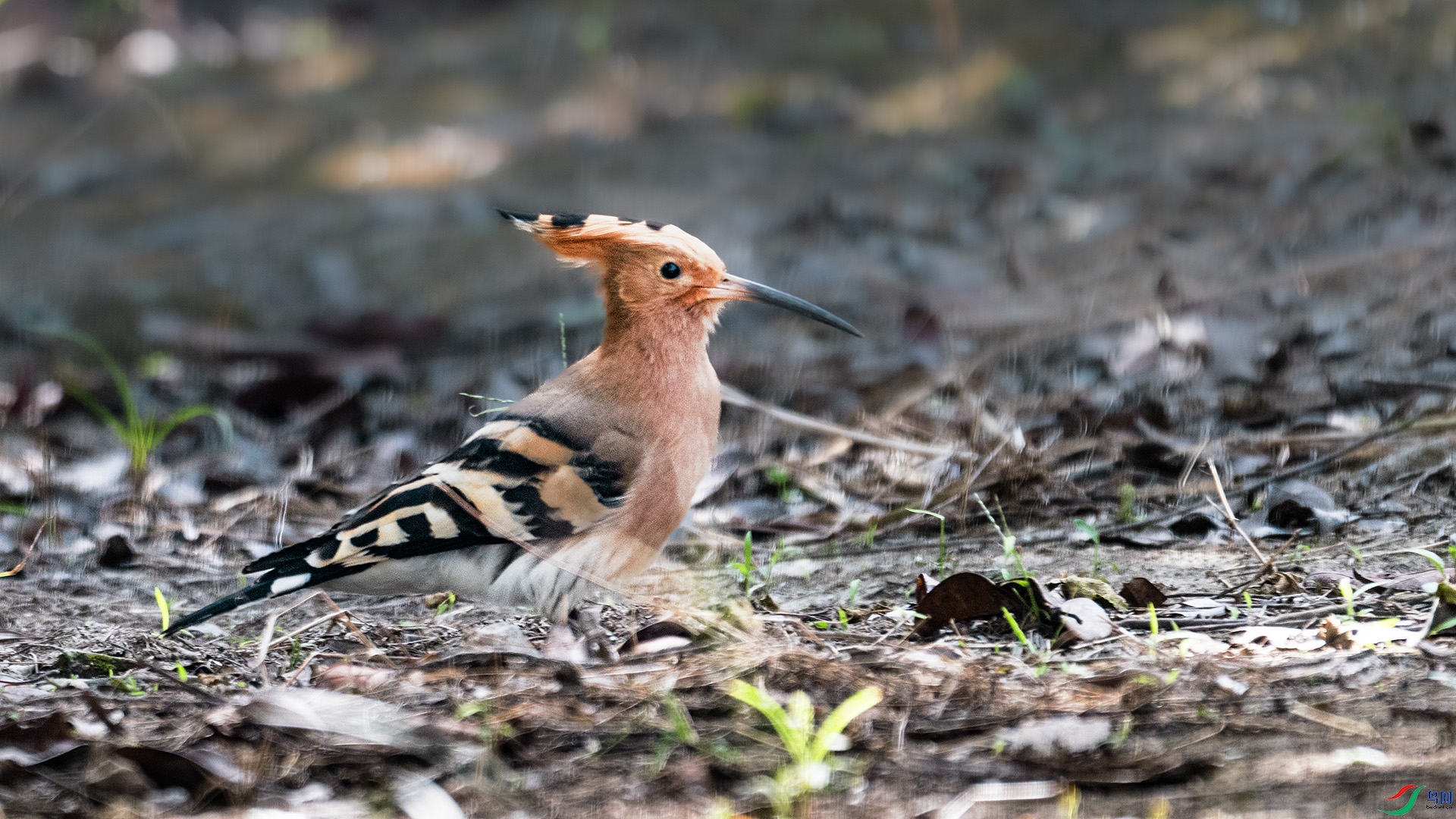 DSC_2315 ����.jpg