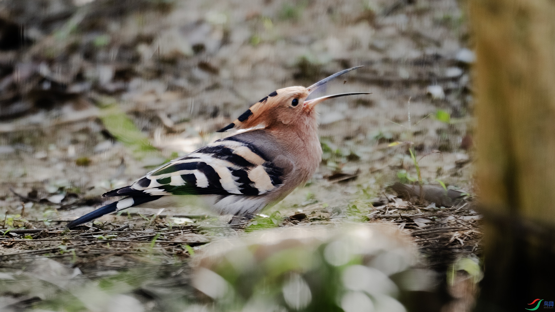 DSC_2341 ����.jpg