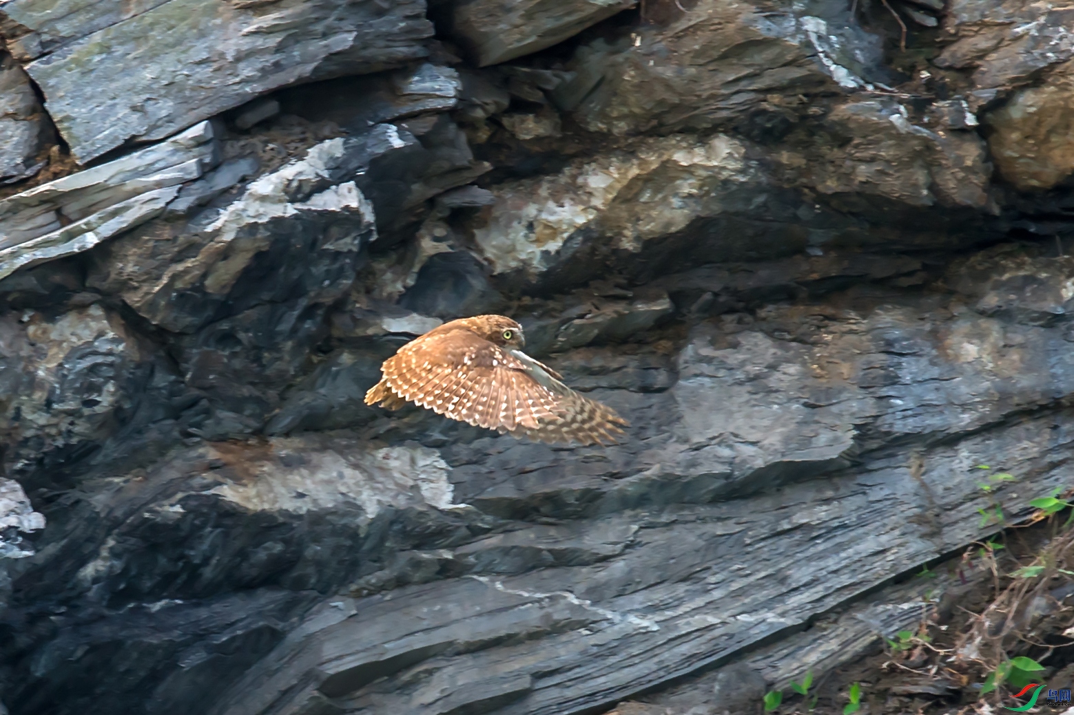 _DSC5165.jpg