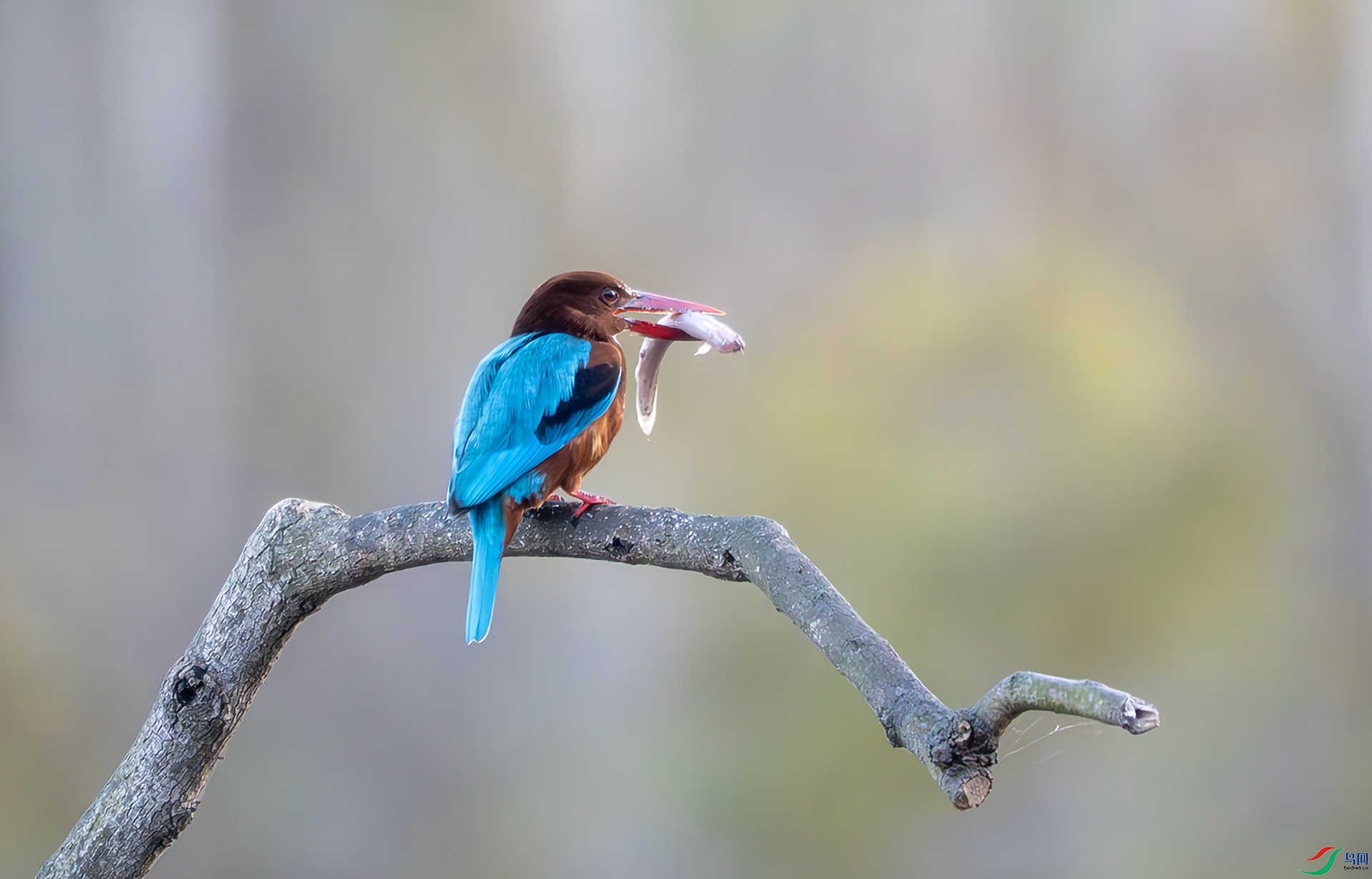 DSC07587-����ǿ-NR ����.jpg