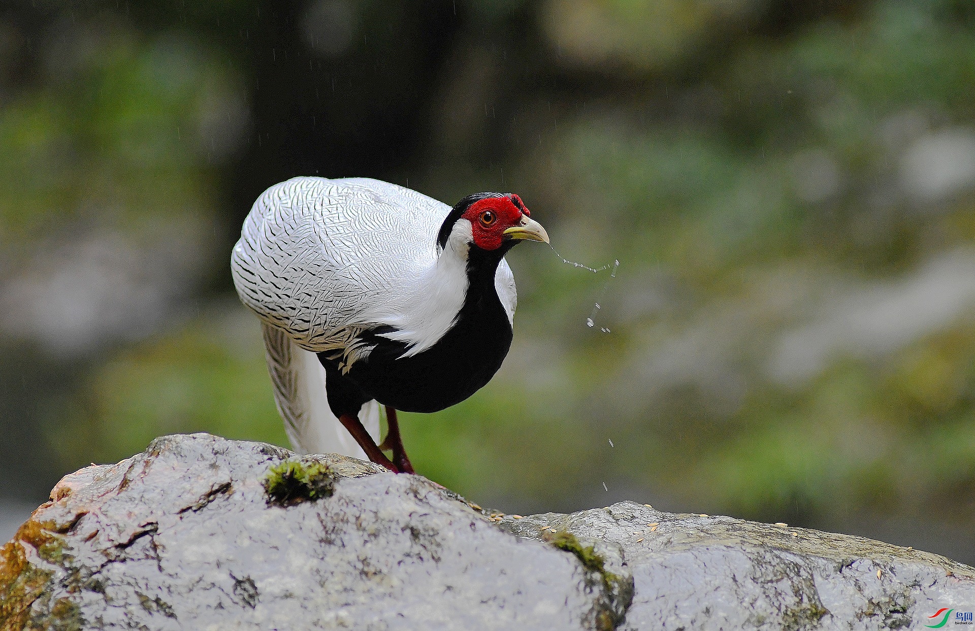 DSC_0919.jpg