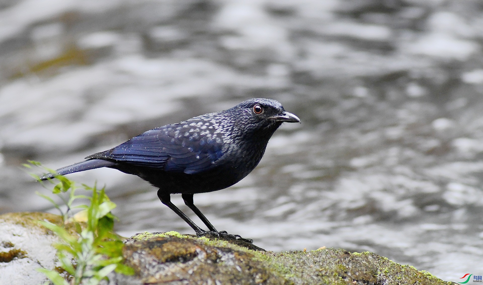 DSC_1519.jpg