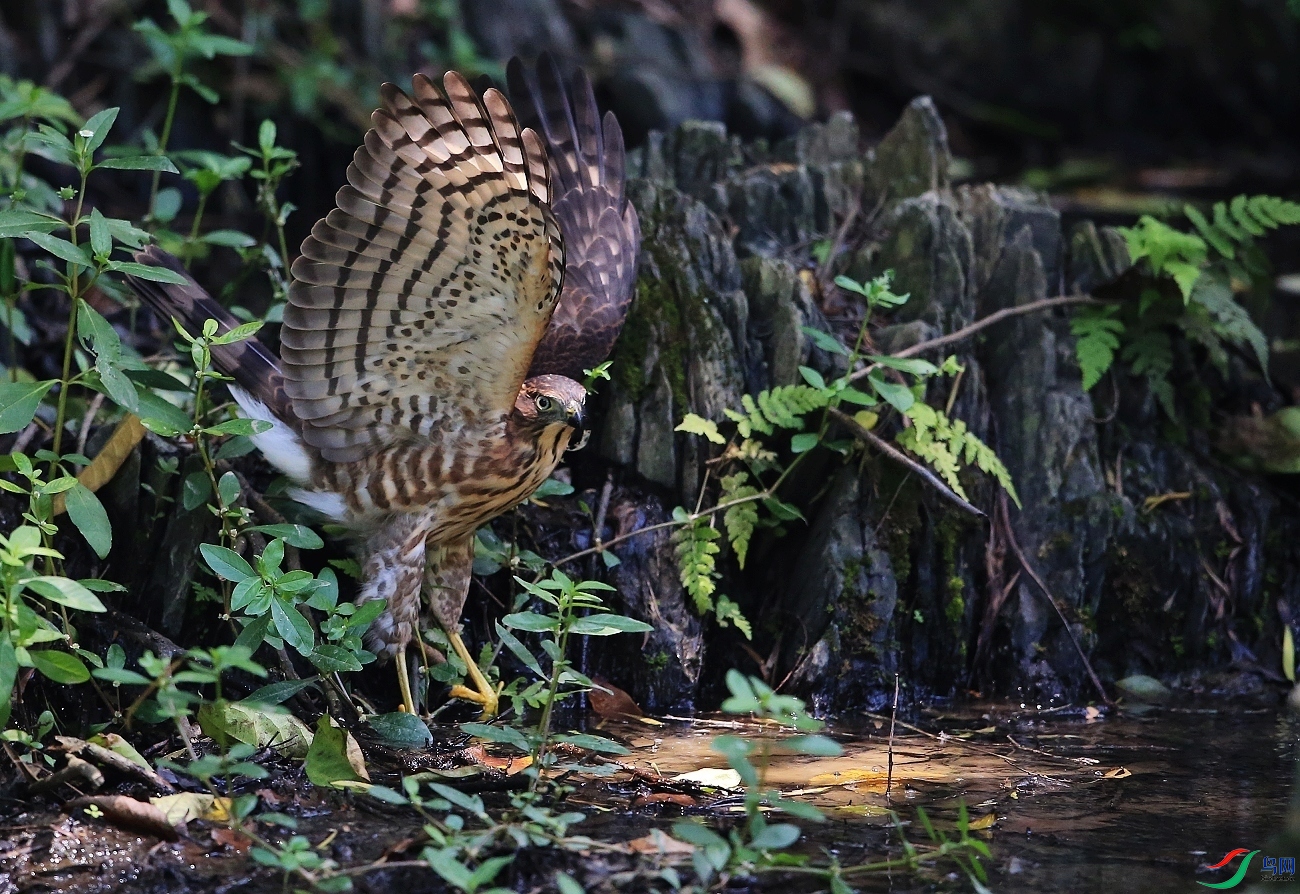 ���� IMGL0770ȸӥ��ɽ������.JPG