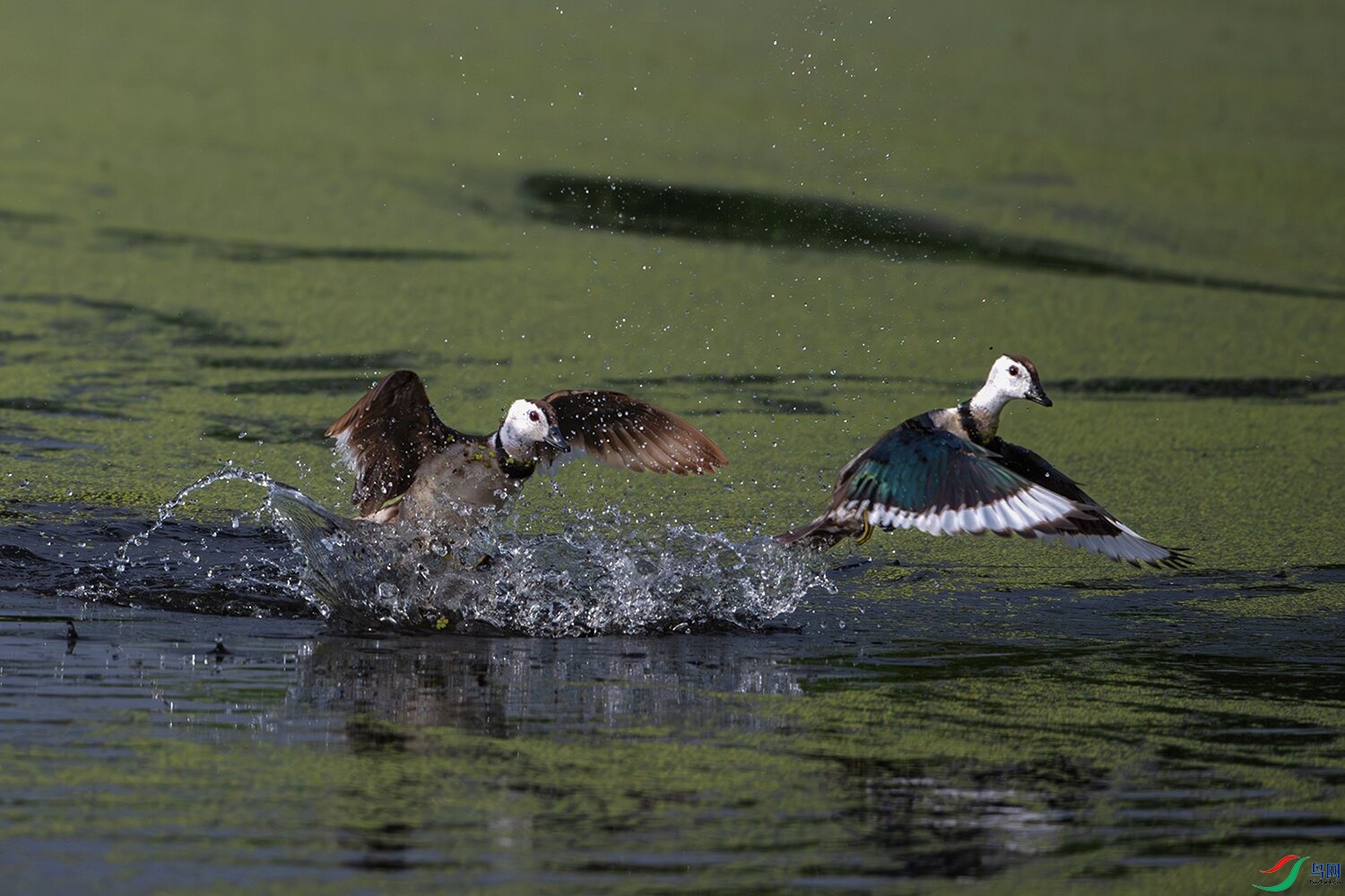 _DSC0055-����ǿ-NR ���� 3.jpg