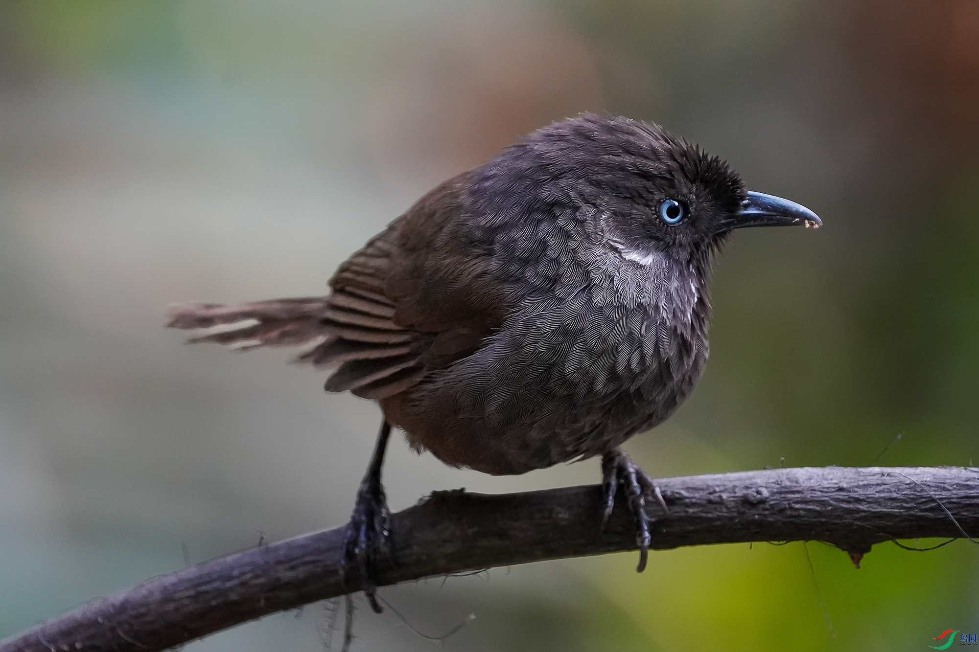 DSC08525 ����11.jpg