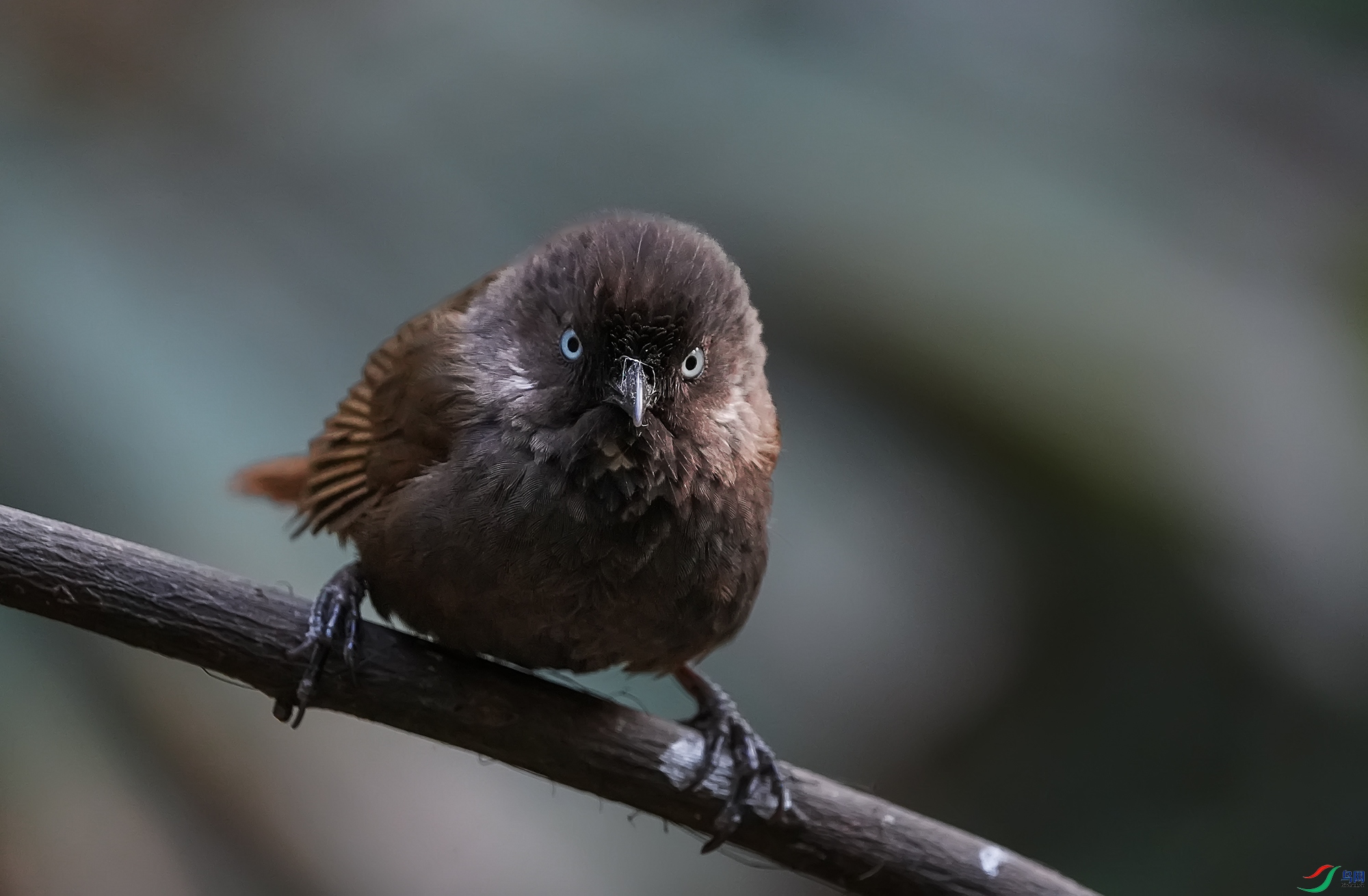 DSC08506 ����11.jpg