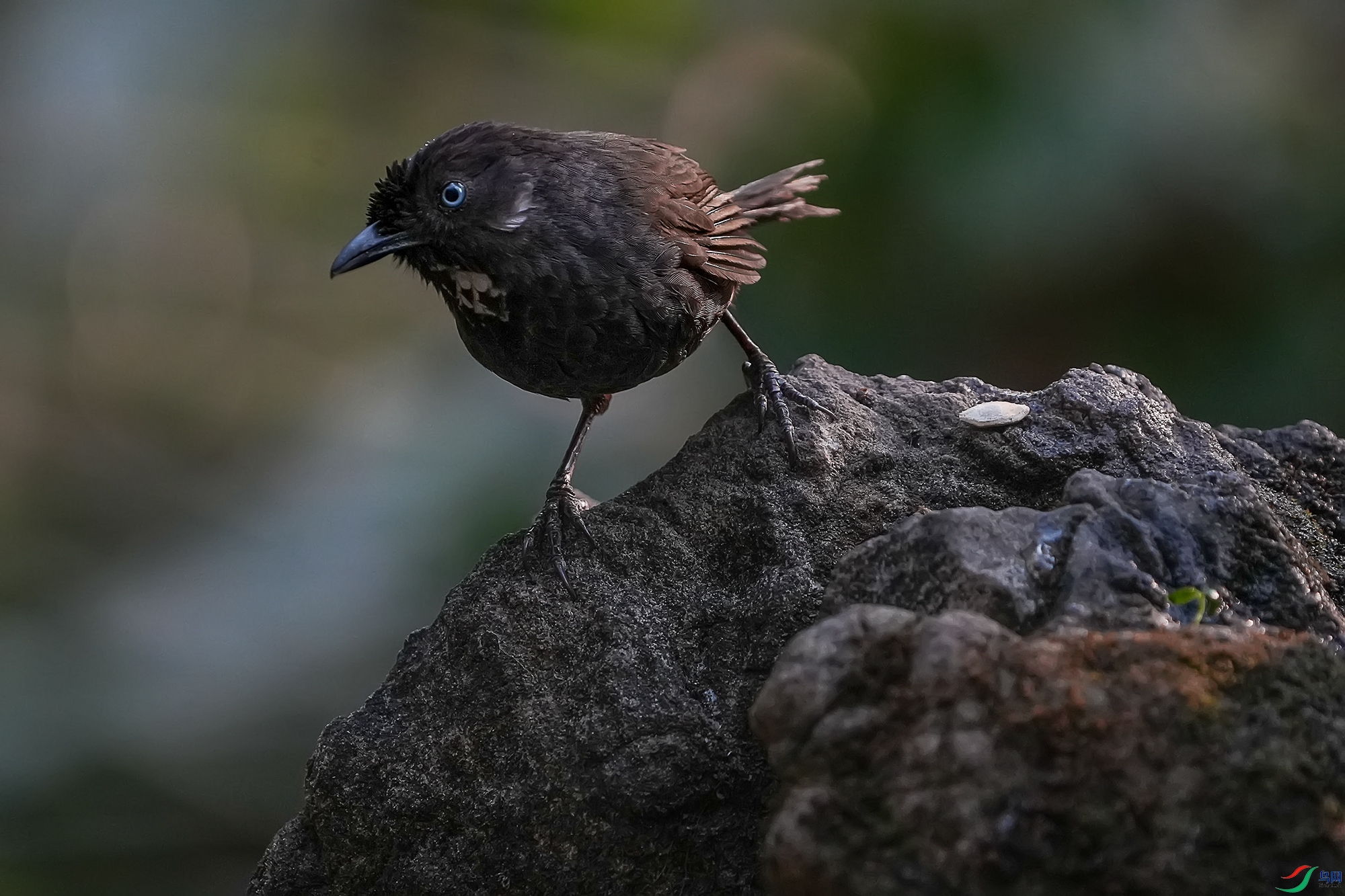 DSC08816 ����11.jpg