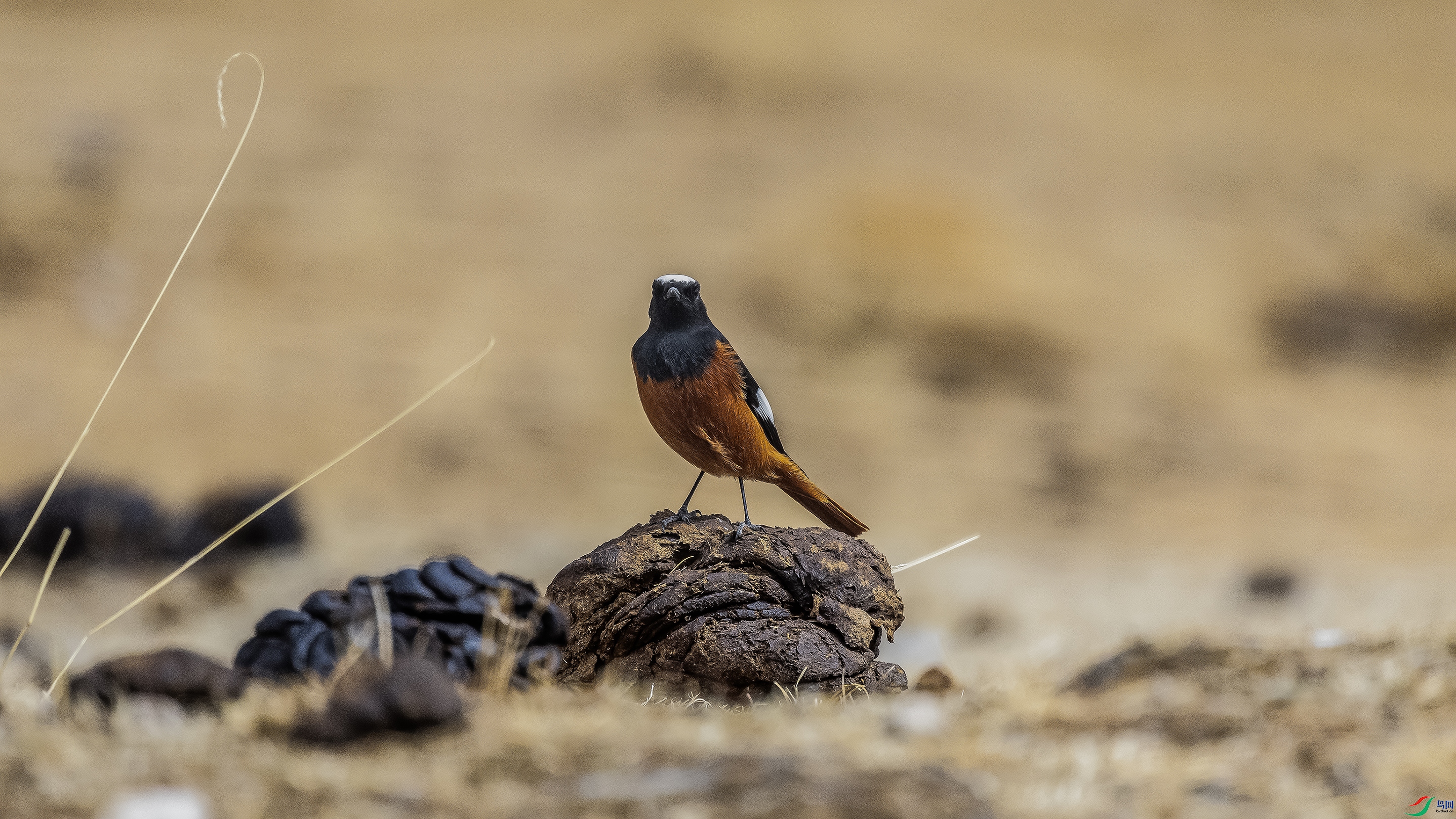 7X5A4596 ����.jpg