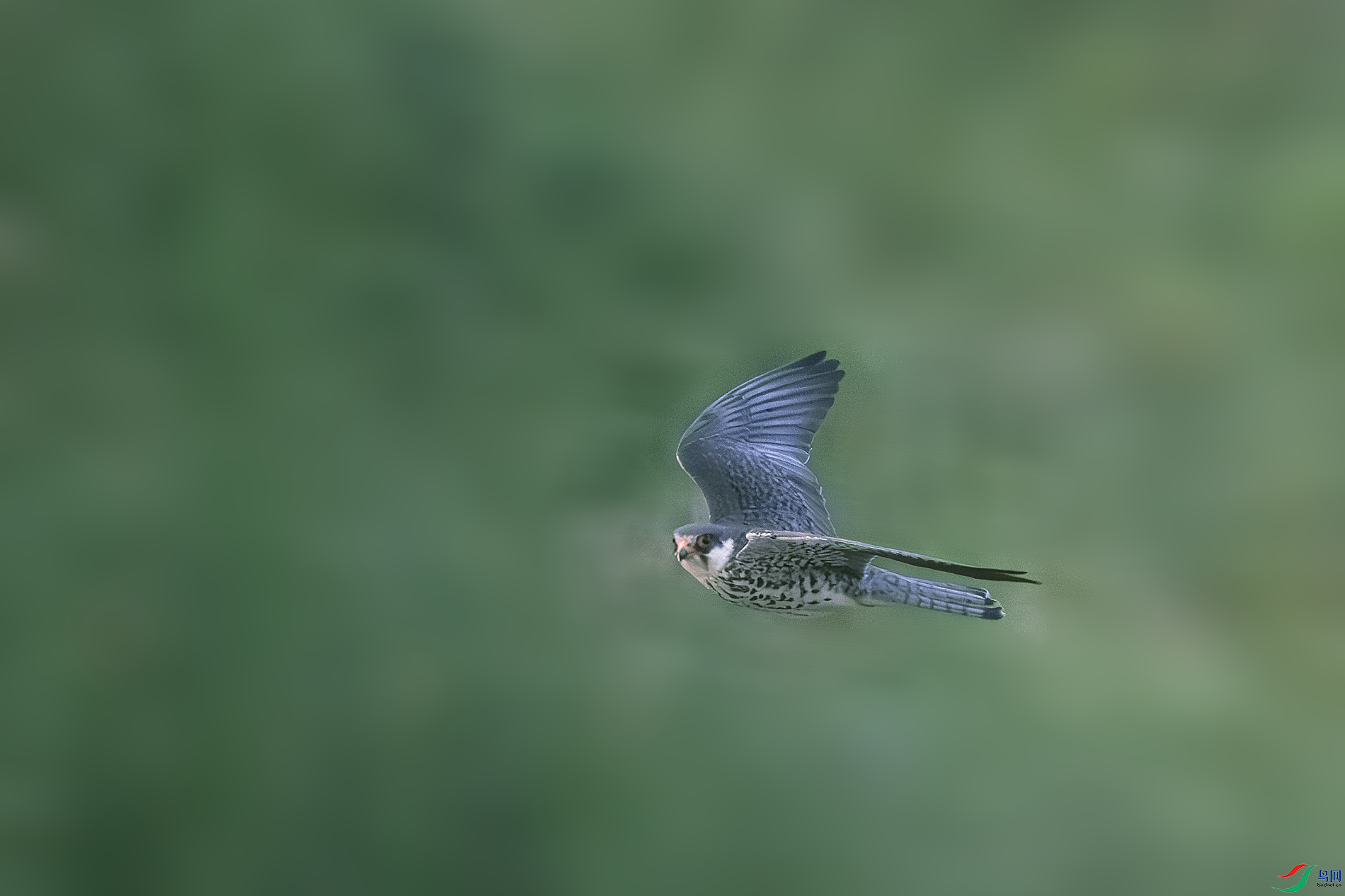 _DSC8303-����ǿ-NR.PNG