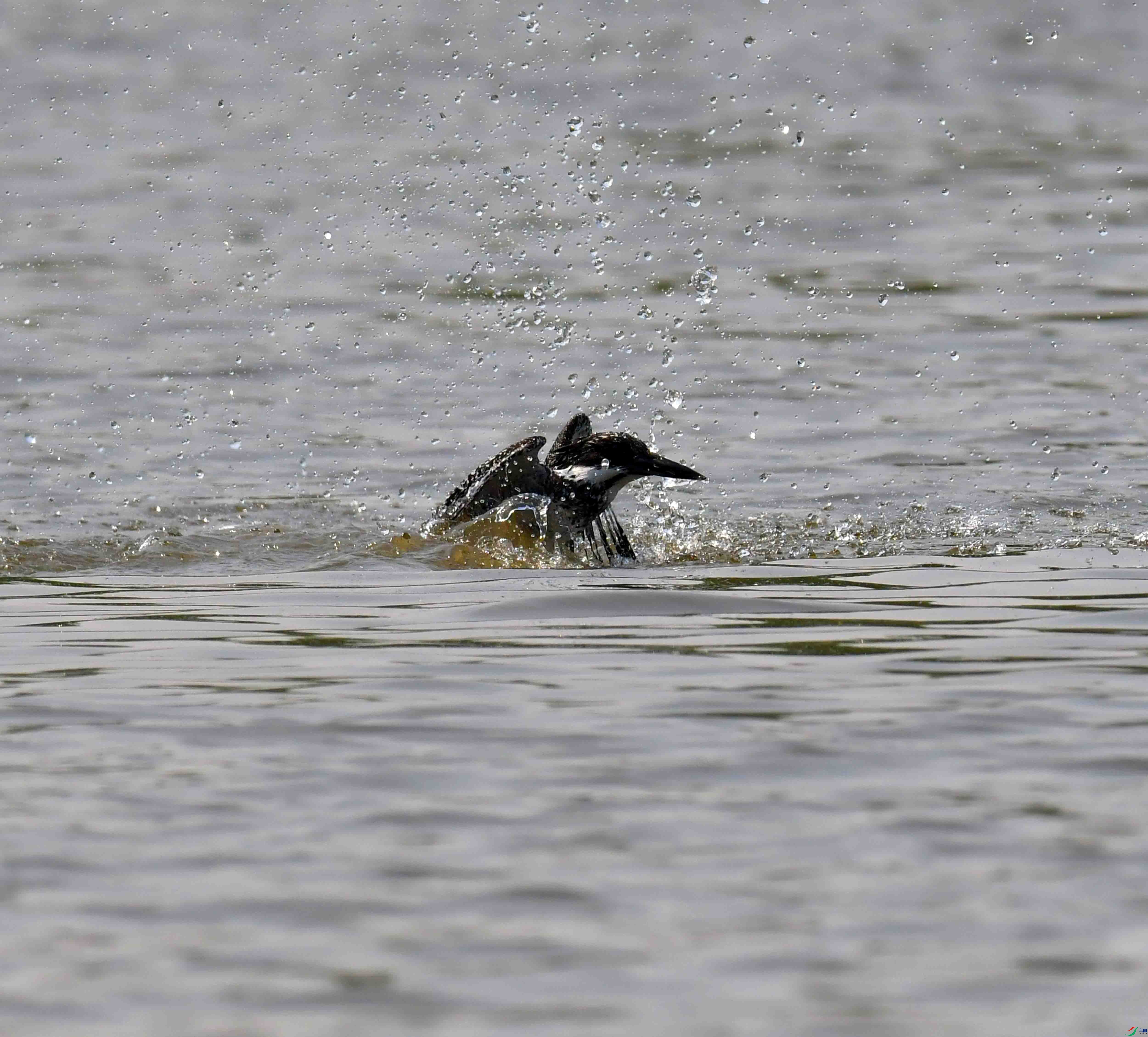 DSC_1843.JPG