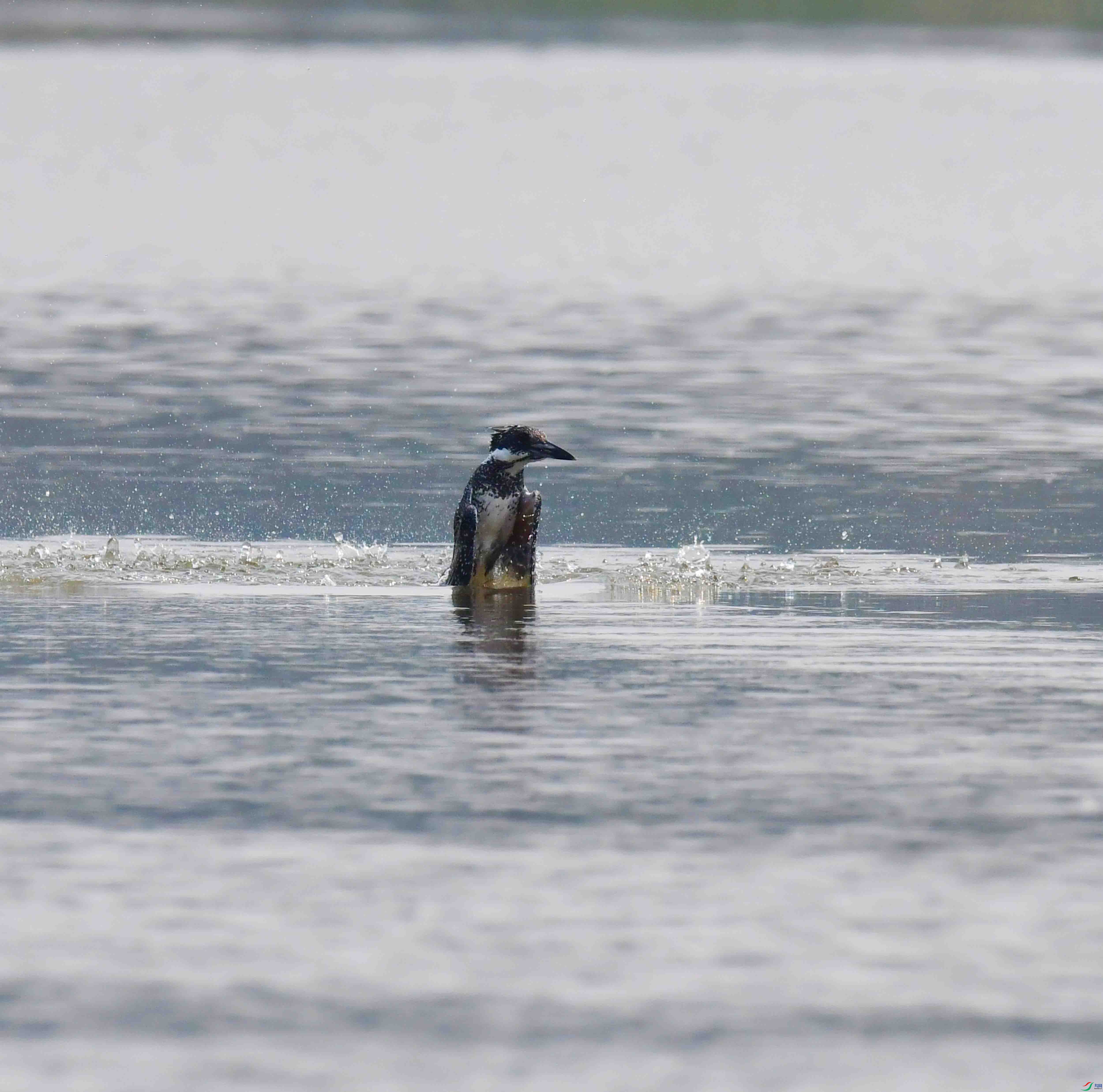 DSC_2231.JPG