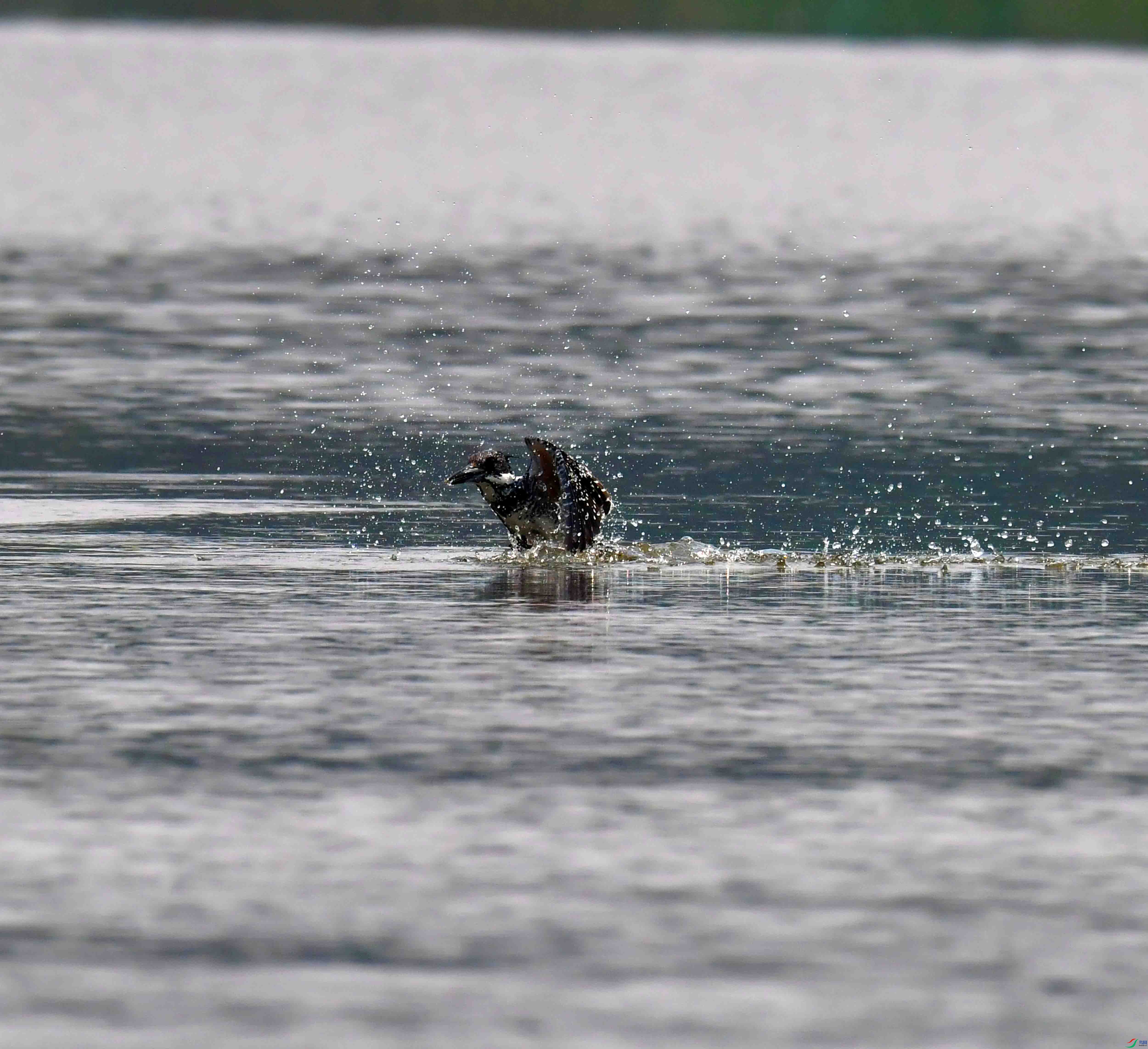 DSC_2235.JPG
