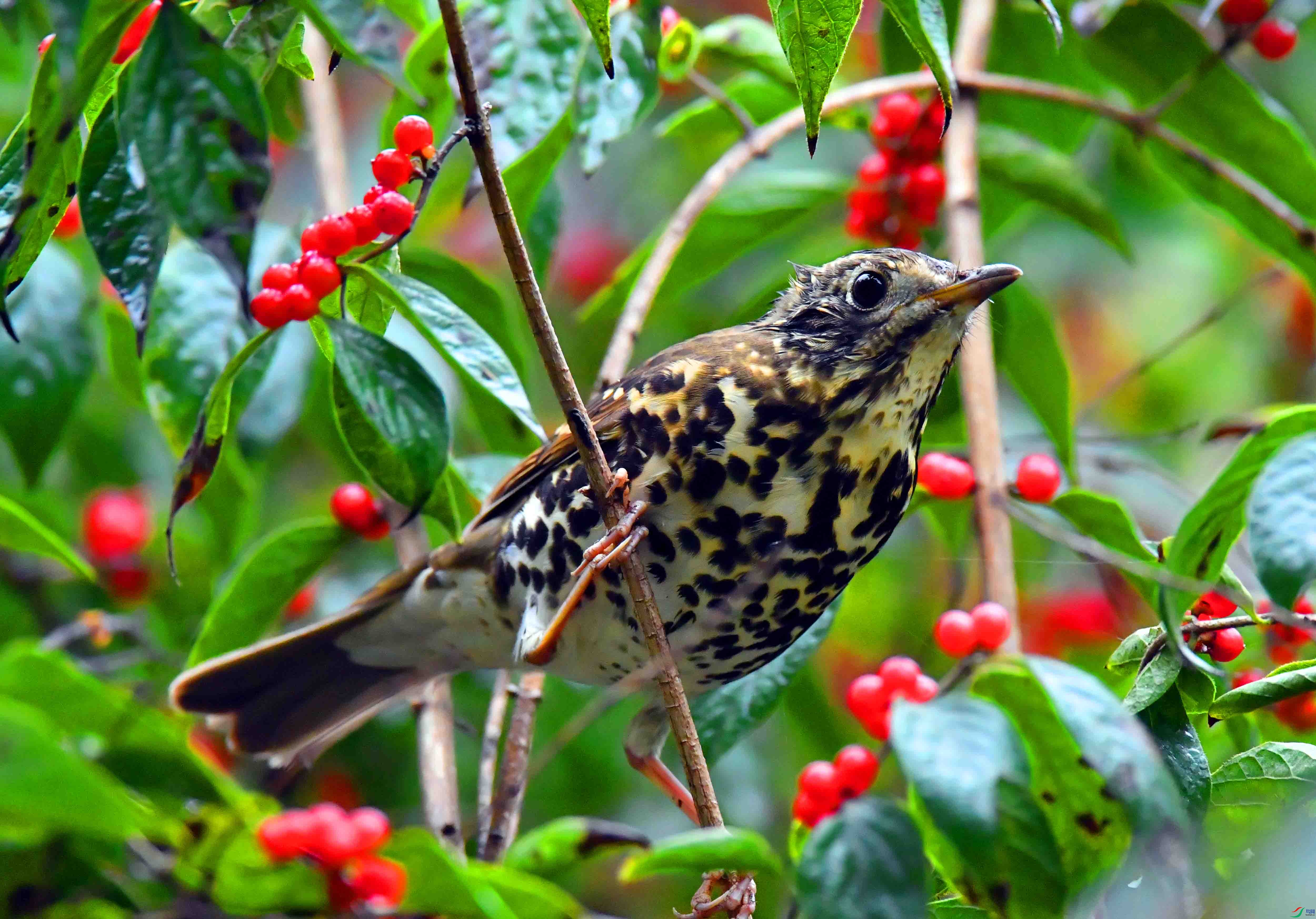 DSC_0707.JPG