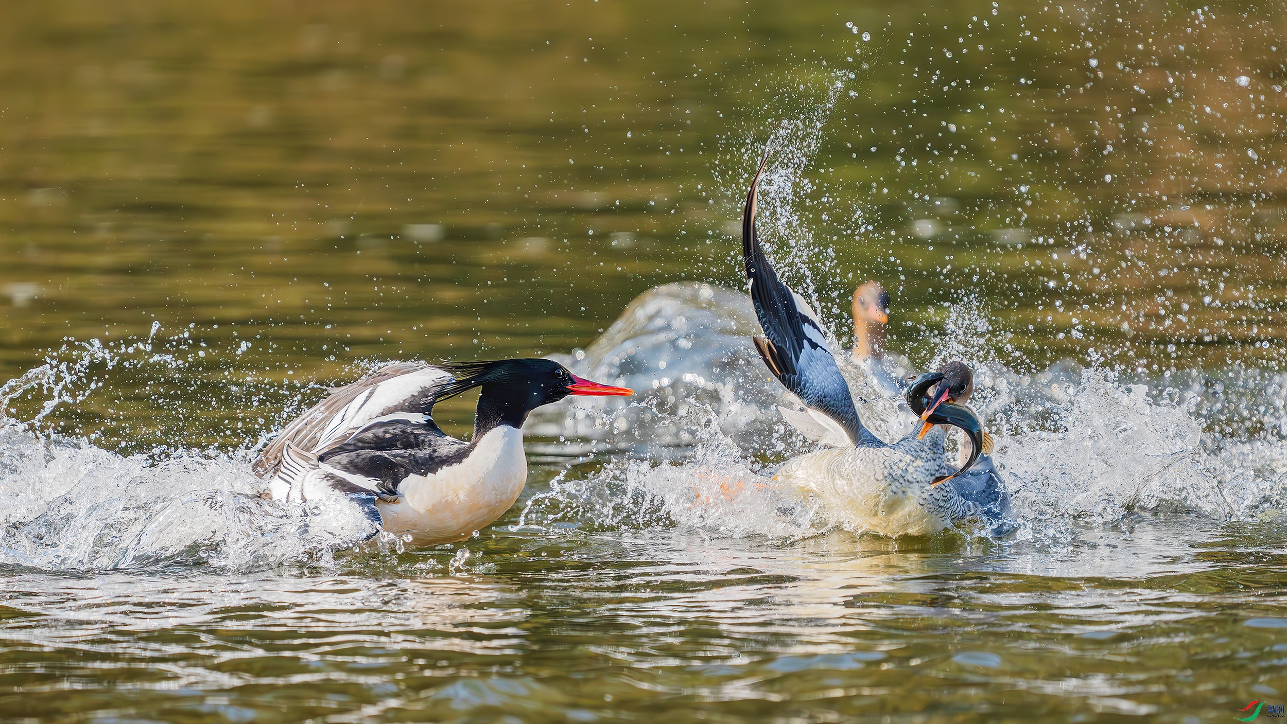 _DSC5501 ����.jpg