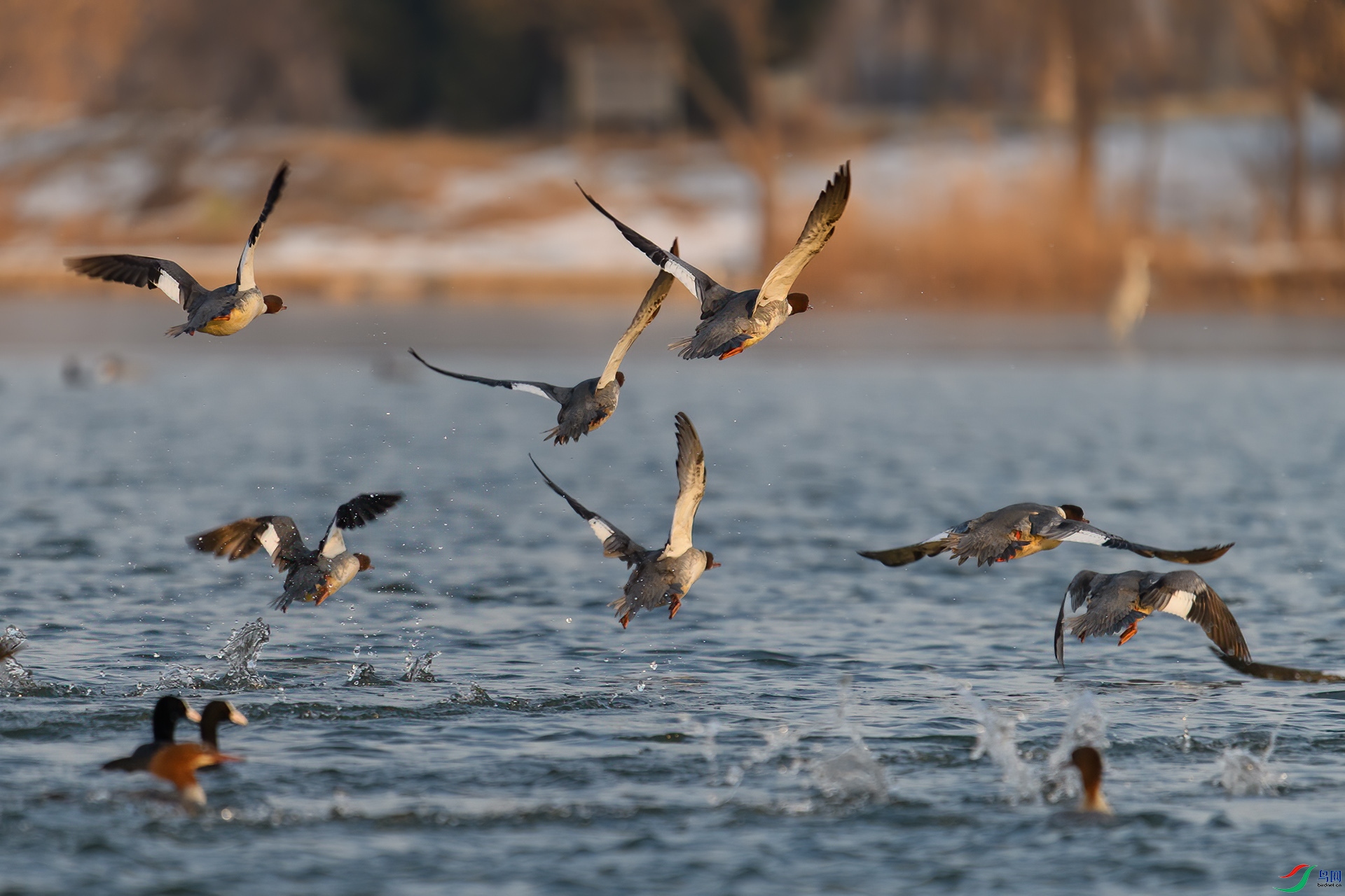 DSC_9222-20231228�� .jpg