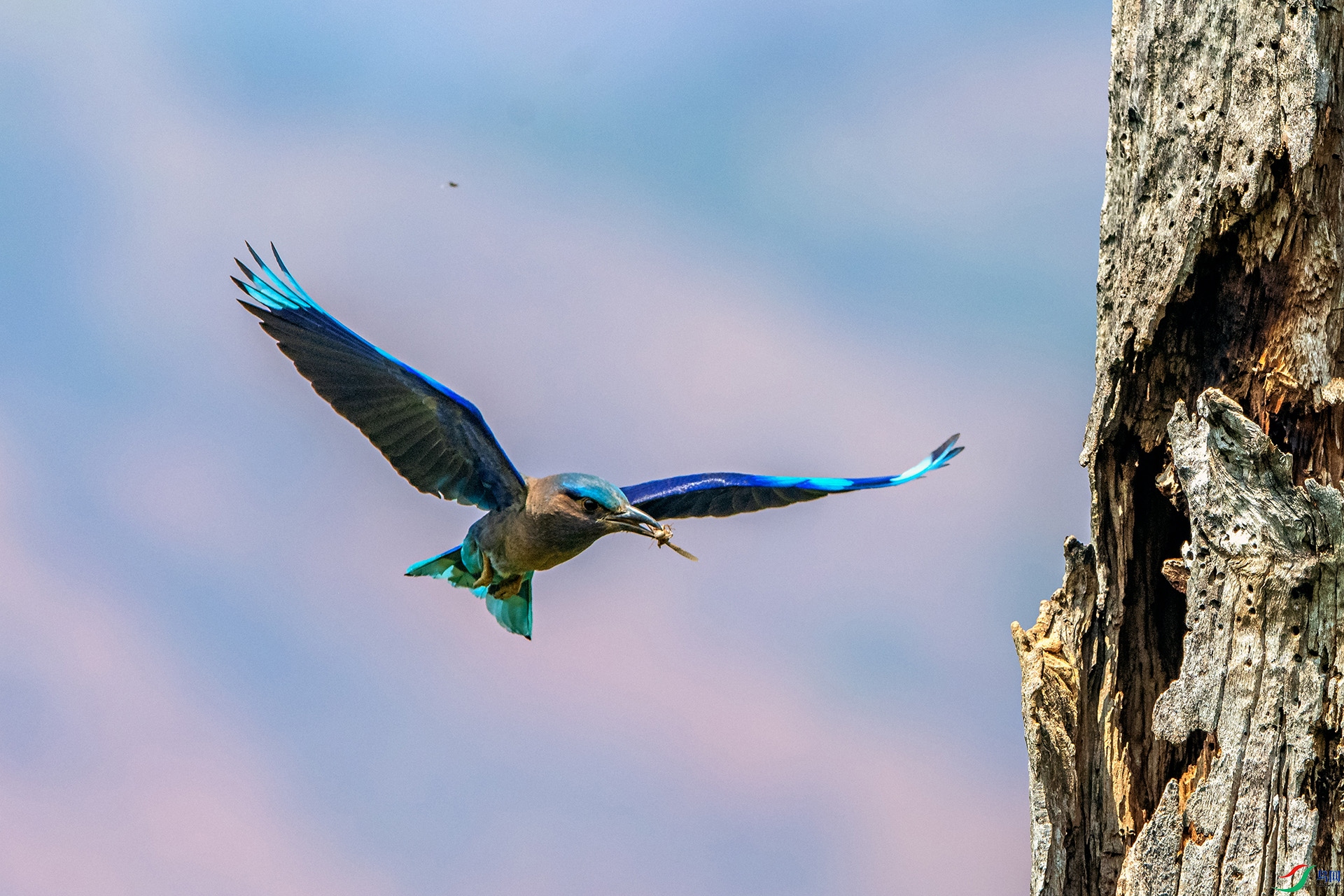_AUU4269���ط�ɮ(24.5.13).jpg