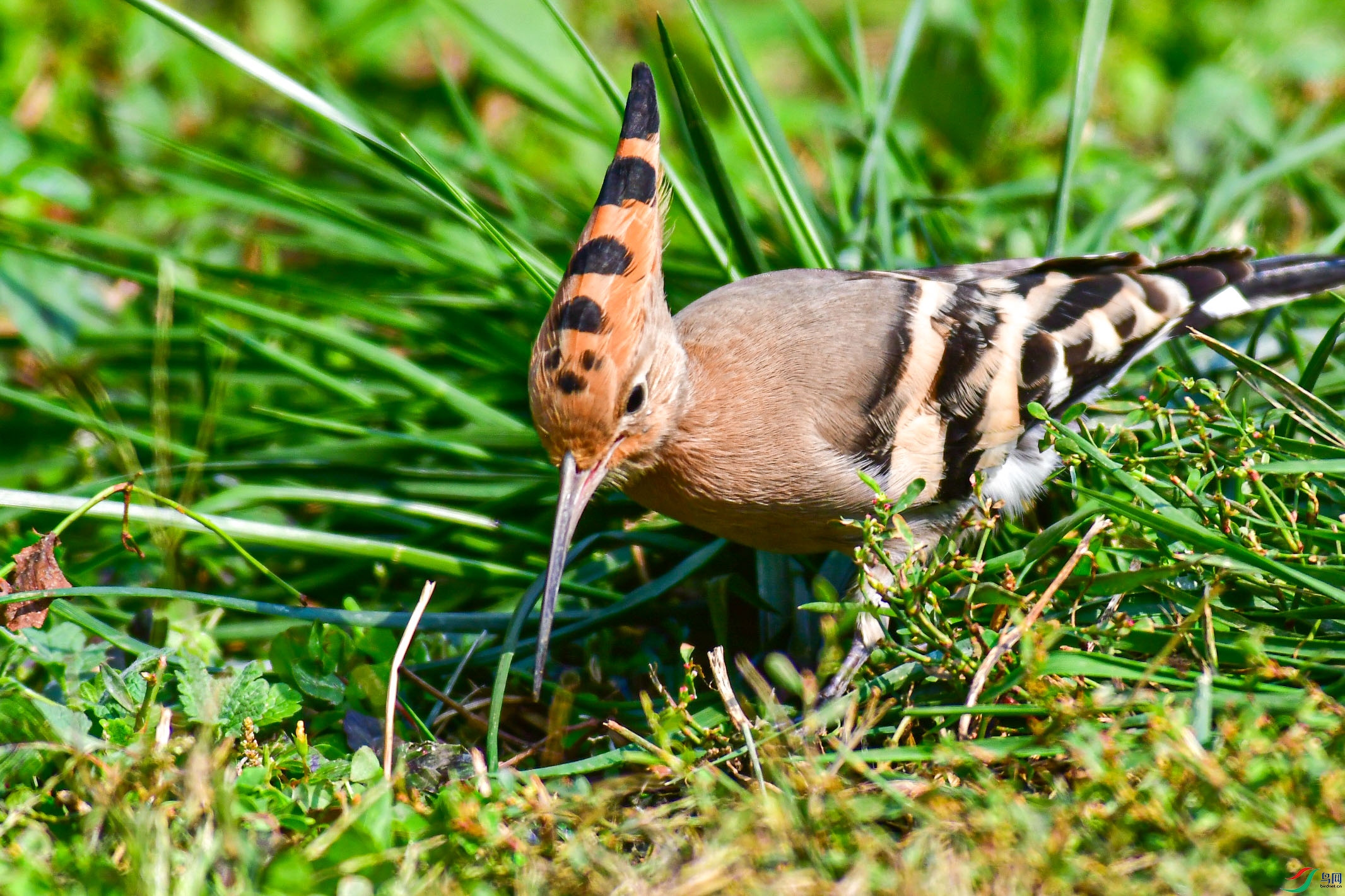DSC_6073   ֦ͷ.jpg