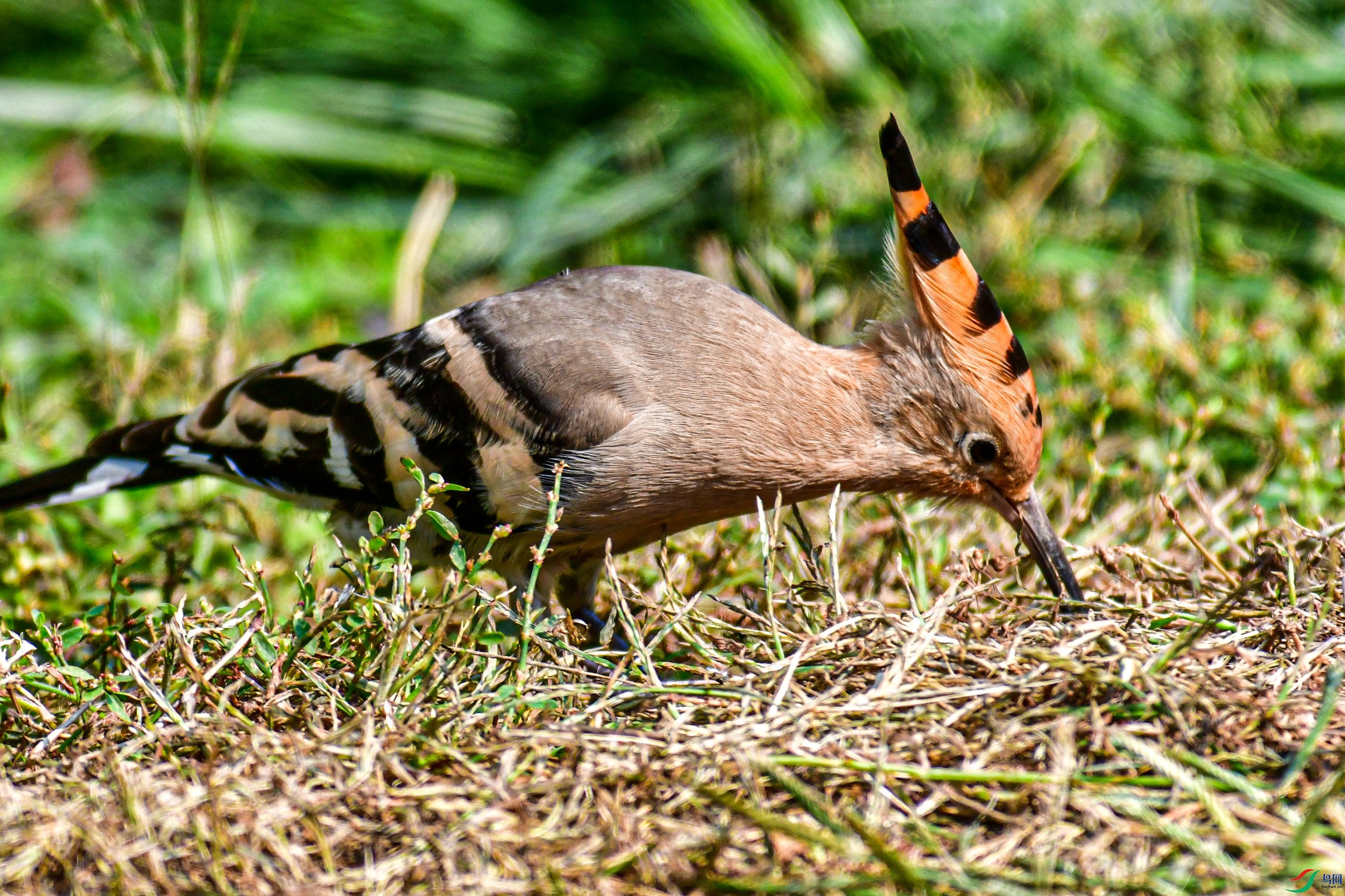 DSC_6078   ֦ͷ.jpg
