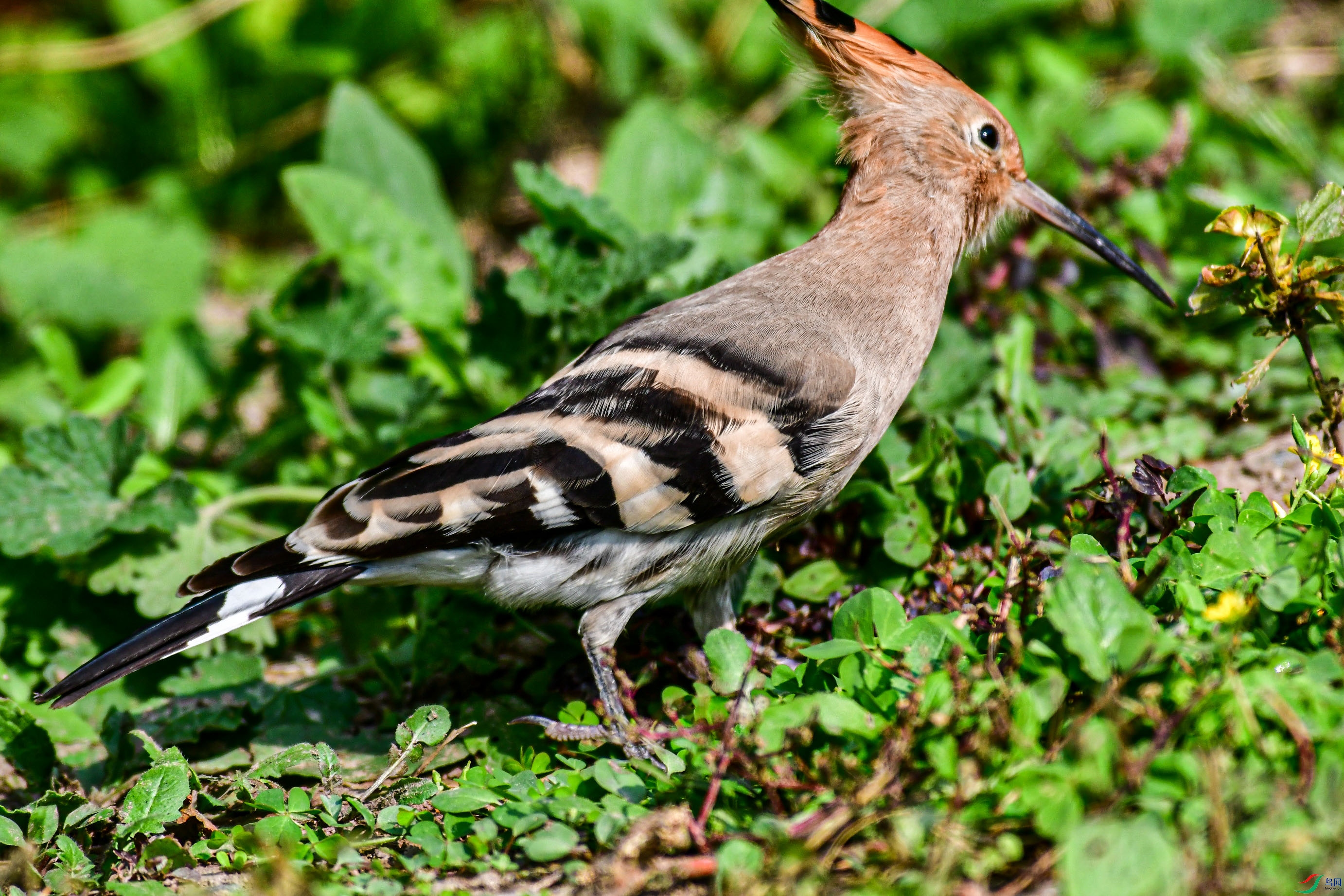 DSC_6121   ֦ͷ.jpg
