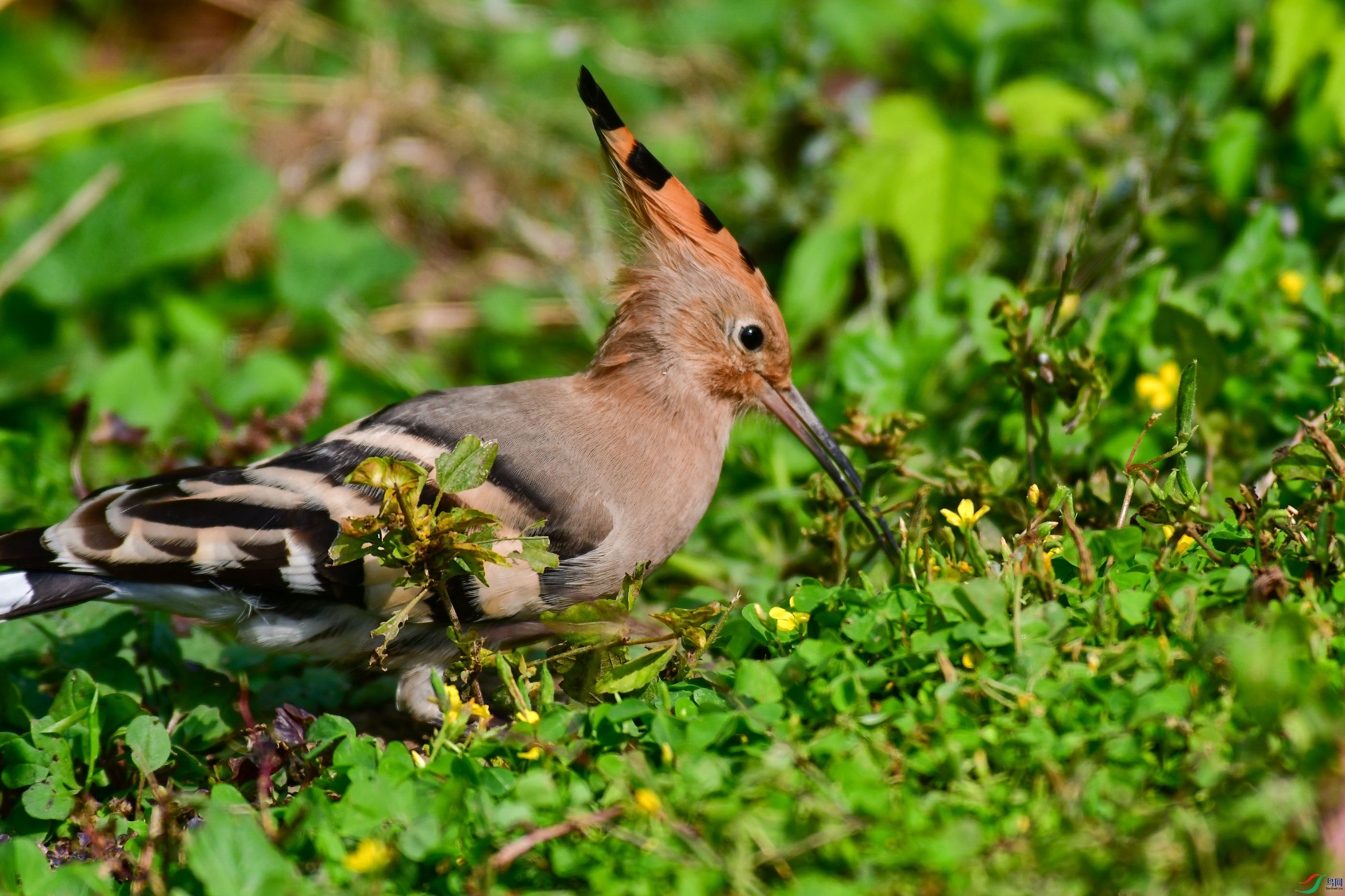 DSC_6123   ֦ͷ.jpg