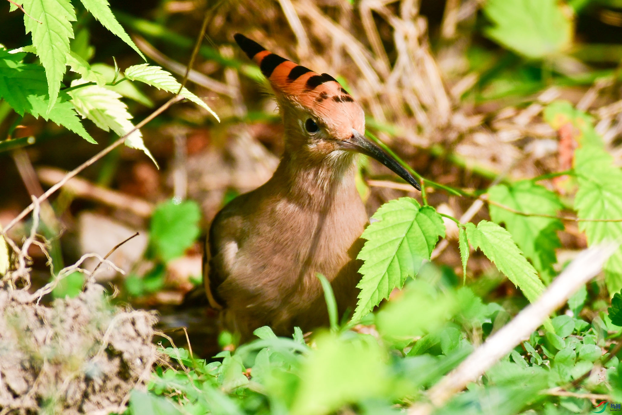 DSC_6173   ֦ͷ.jpg