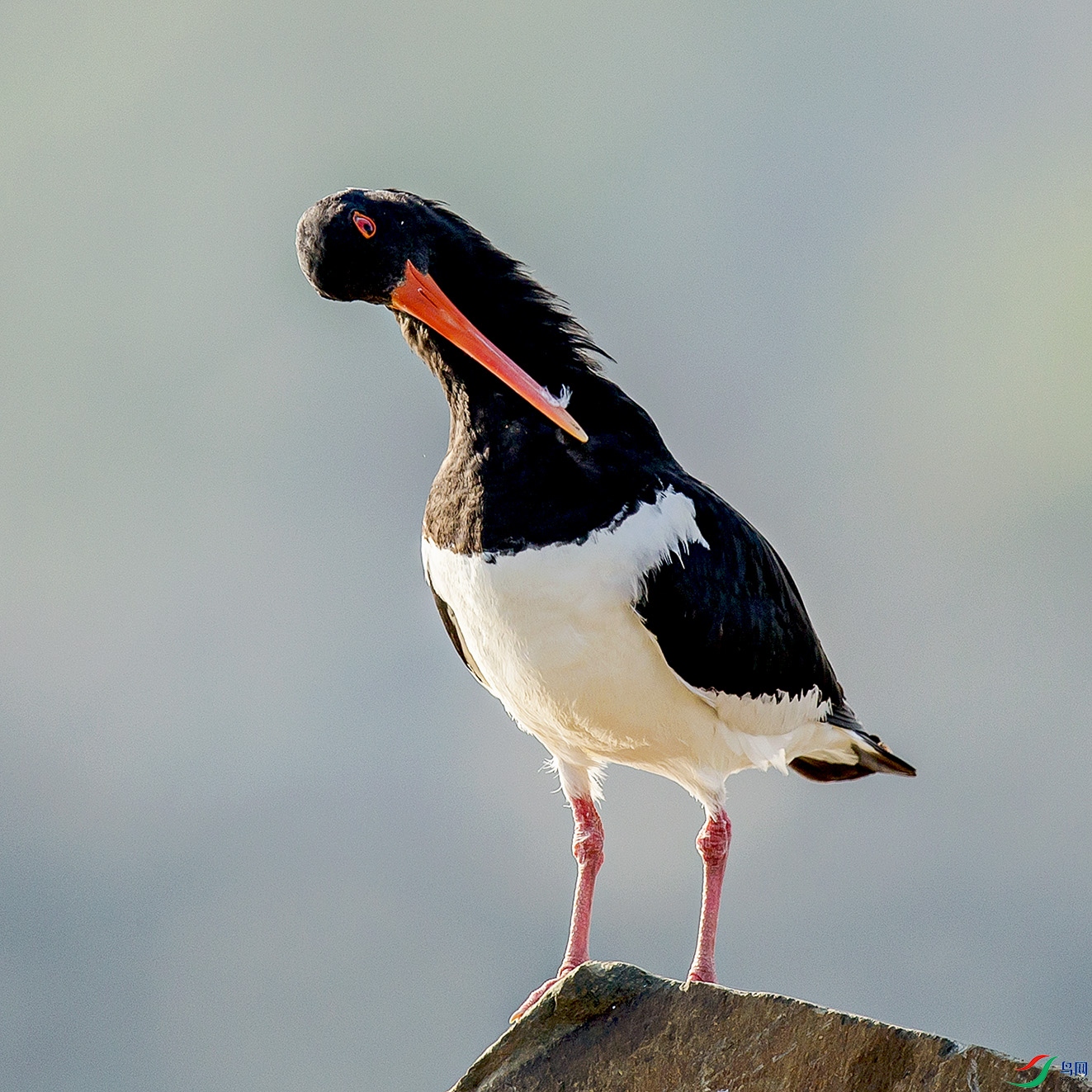 _MG_1294 ����.jpg