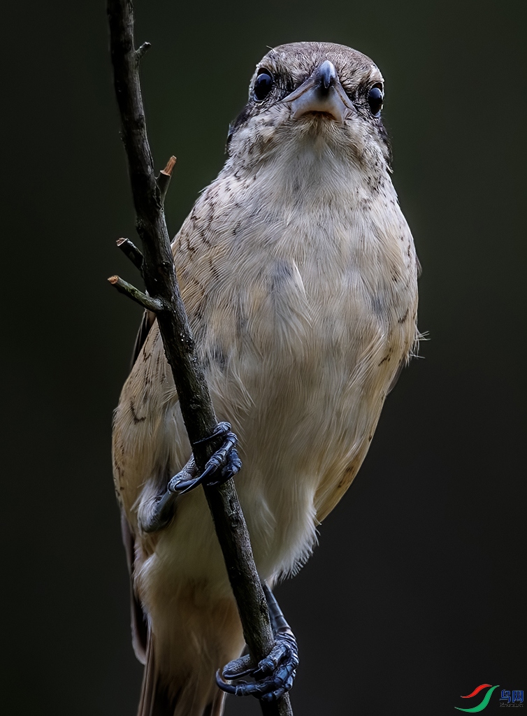 DSC_6568-����ǿ-NR-1aa.jpg