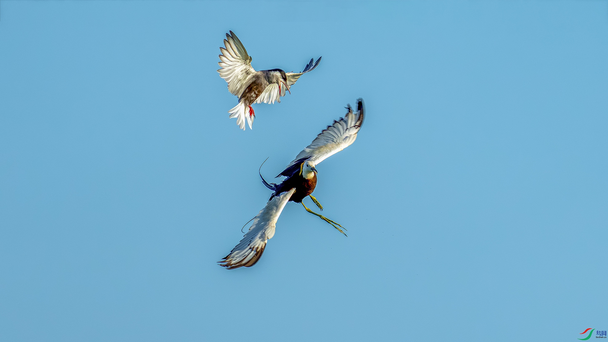DSC06118-2a.jpg