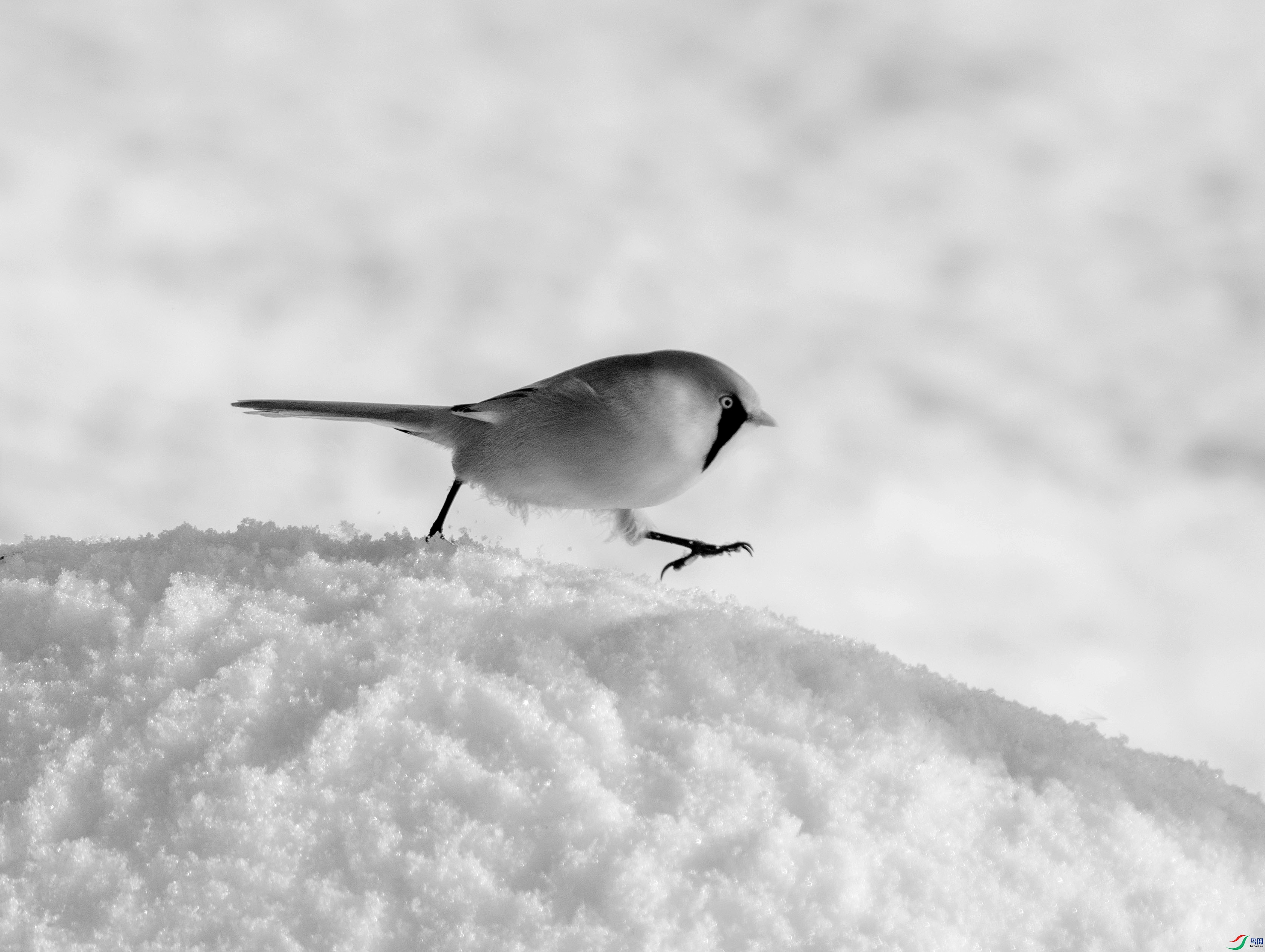 DSC00307 ����_����.jpg