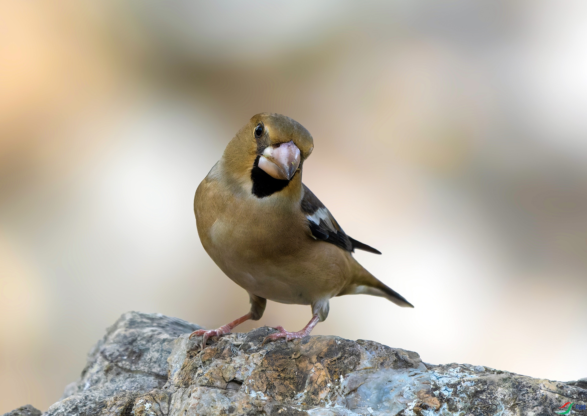 DSC08672-ARW_DxO_DeepPRIME ����.jpg