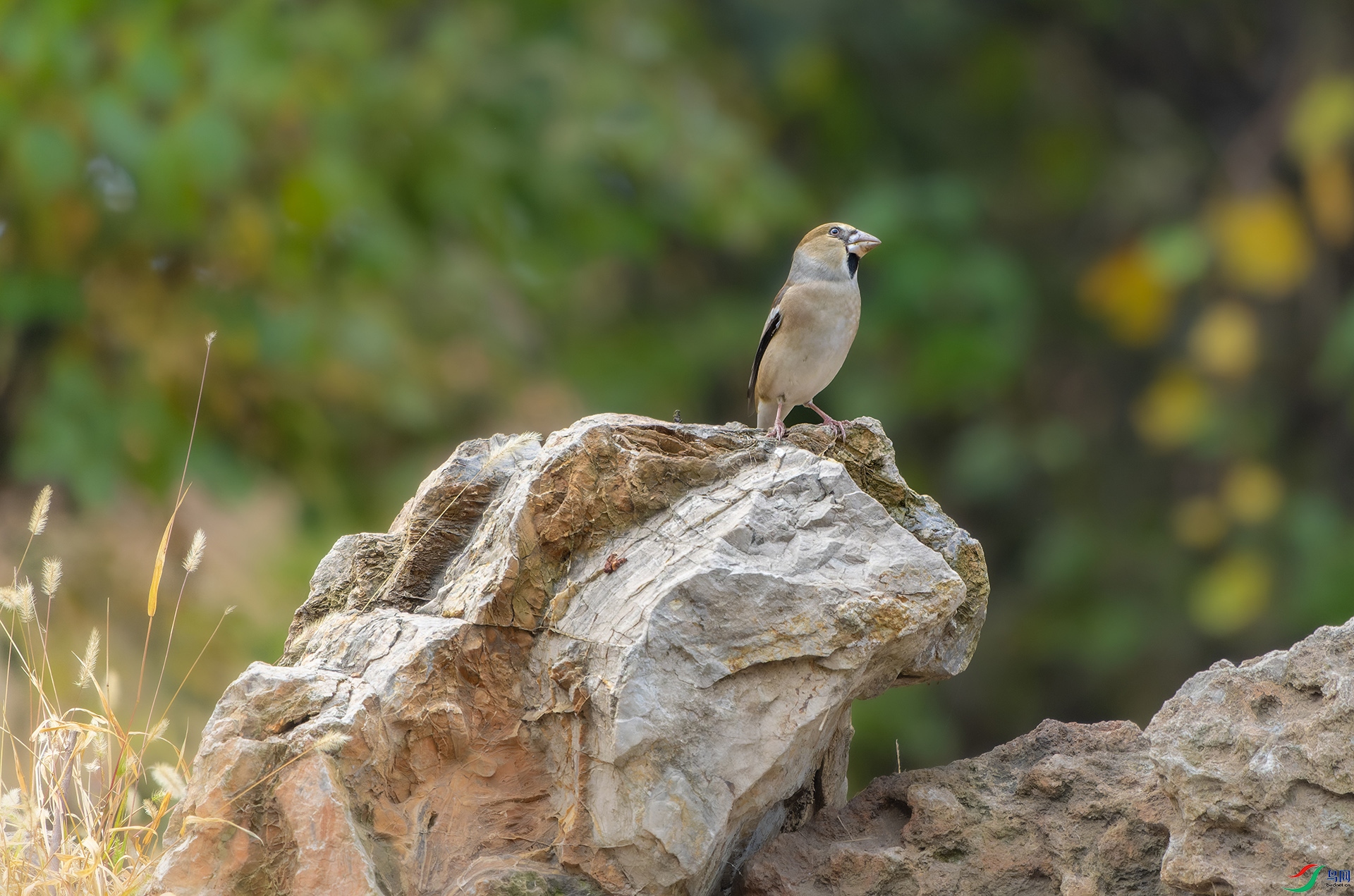 DSC09049-ARW_DxO_DeepPRIME ����.jpg
