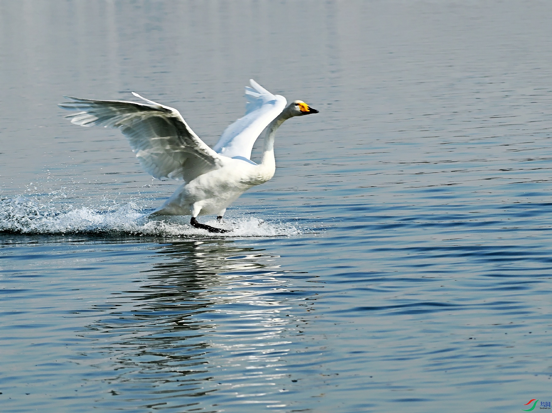 DSC_9007_conew1.jpg