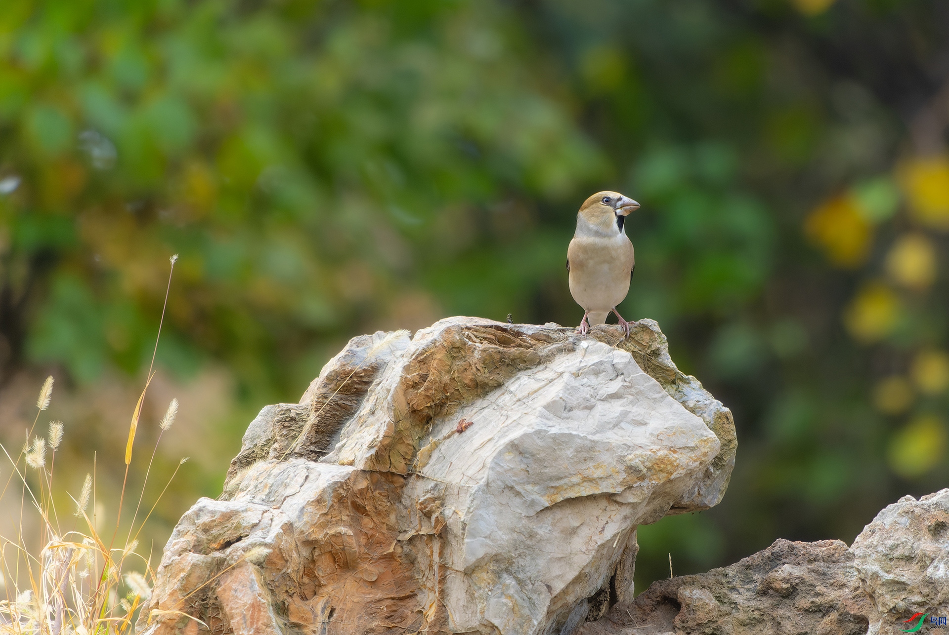 DSC09080-ARW_DxO_DeepPRIME ����.jpg