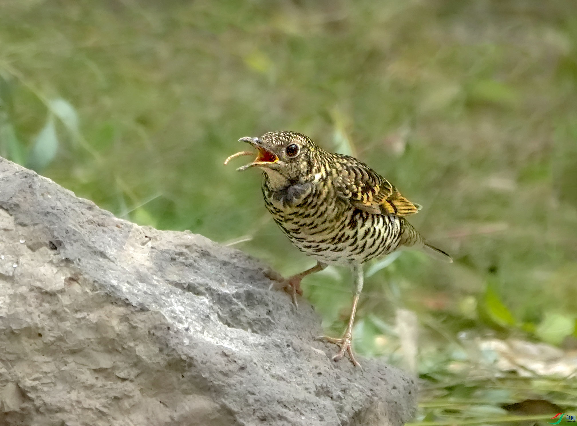 DSC03053.JPG