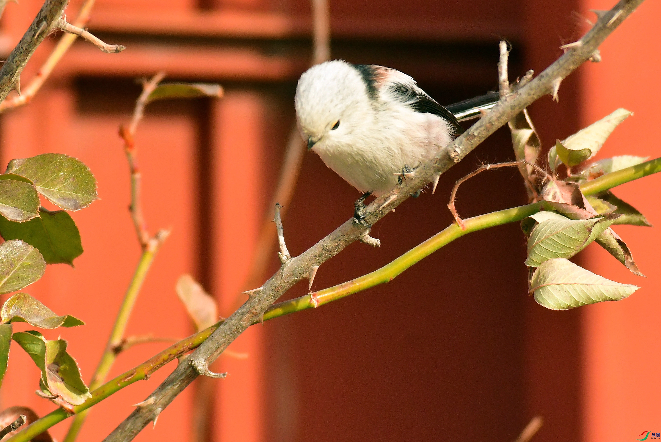 DSC_0085_����.jpg