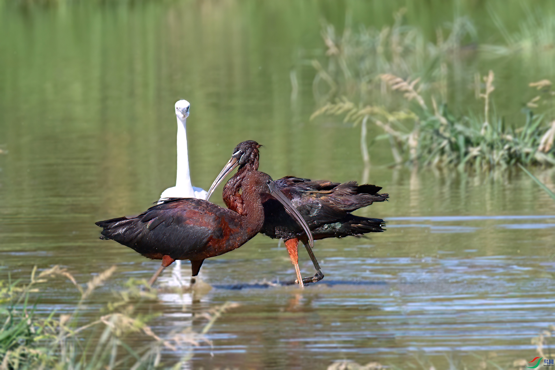 060A2681 ����-Sh----1 .jpg