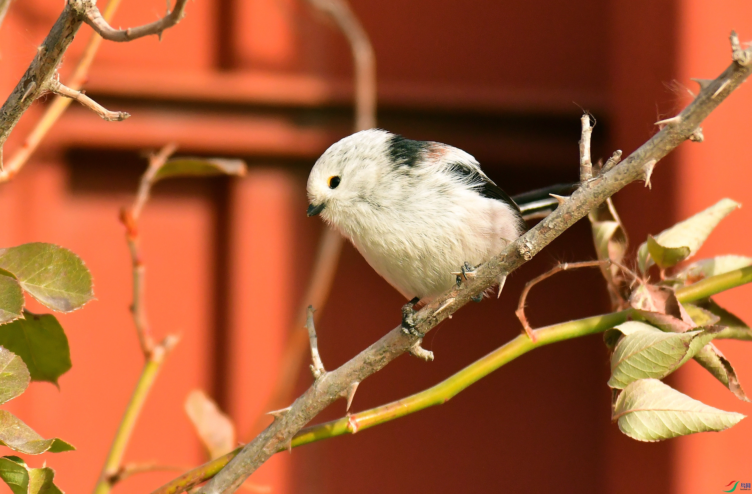DSC_0089_����.jpg